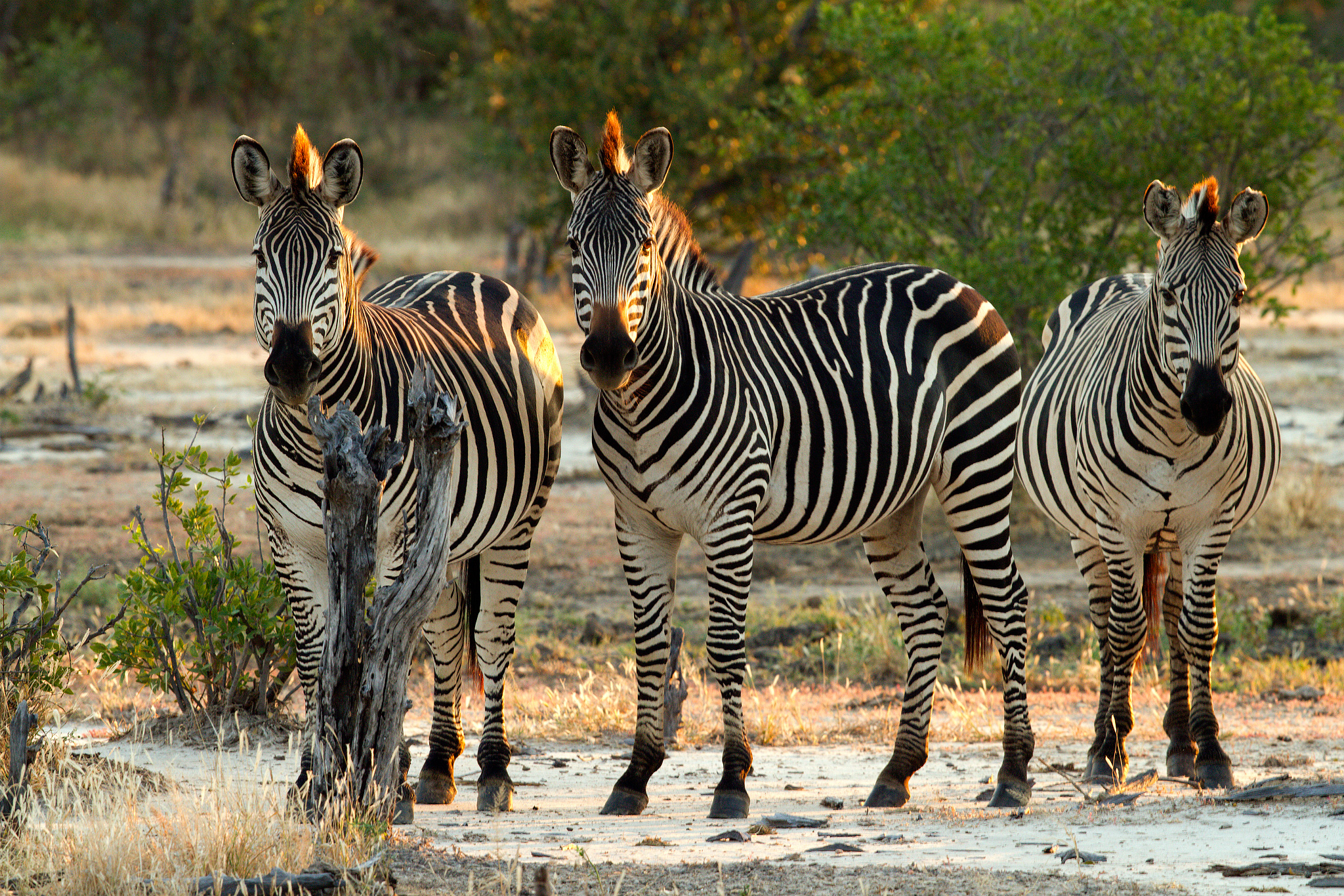 Pianure zebra (Equus quagga)