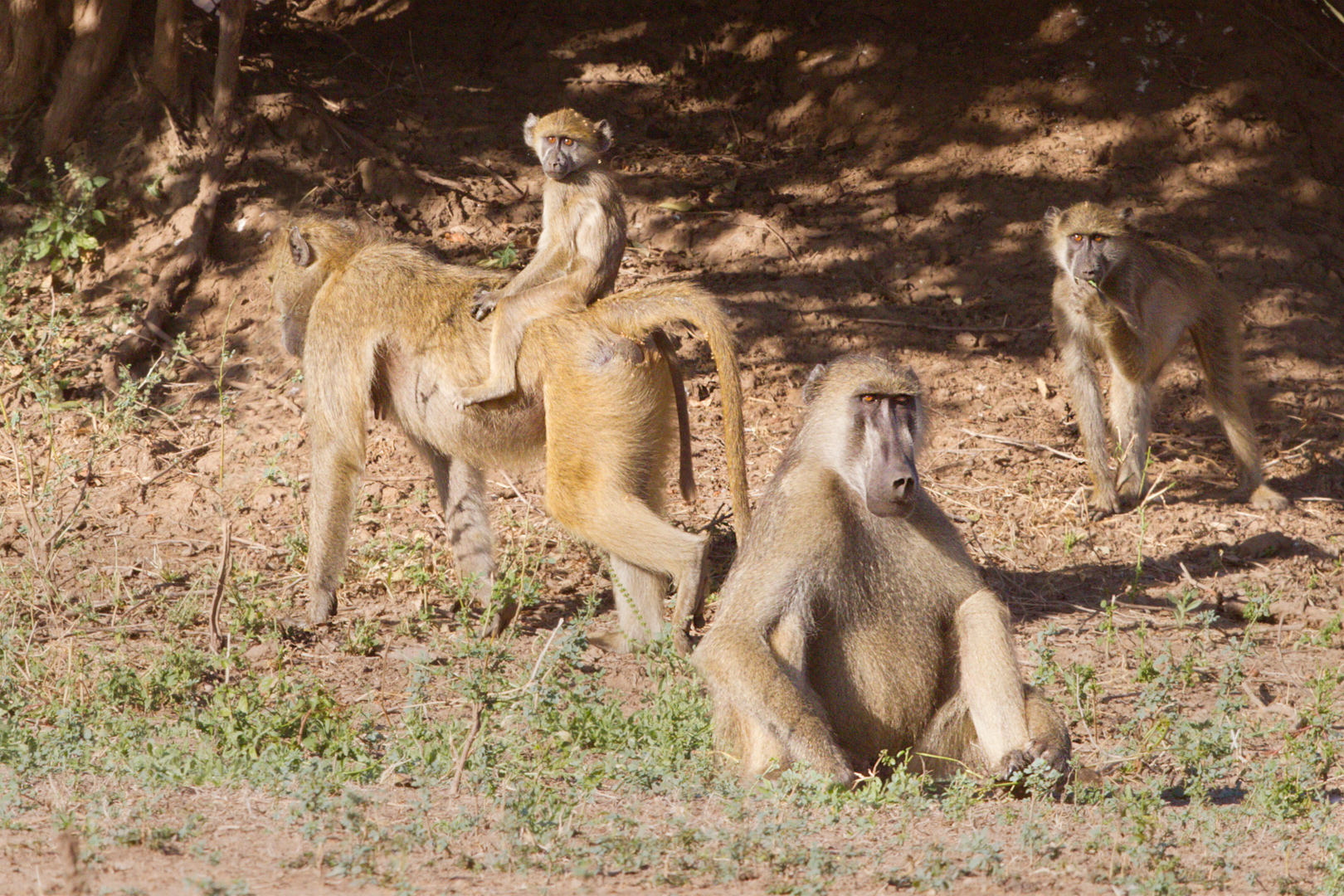 Passeggiate a cavallo