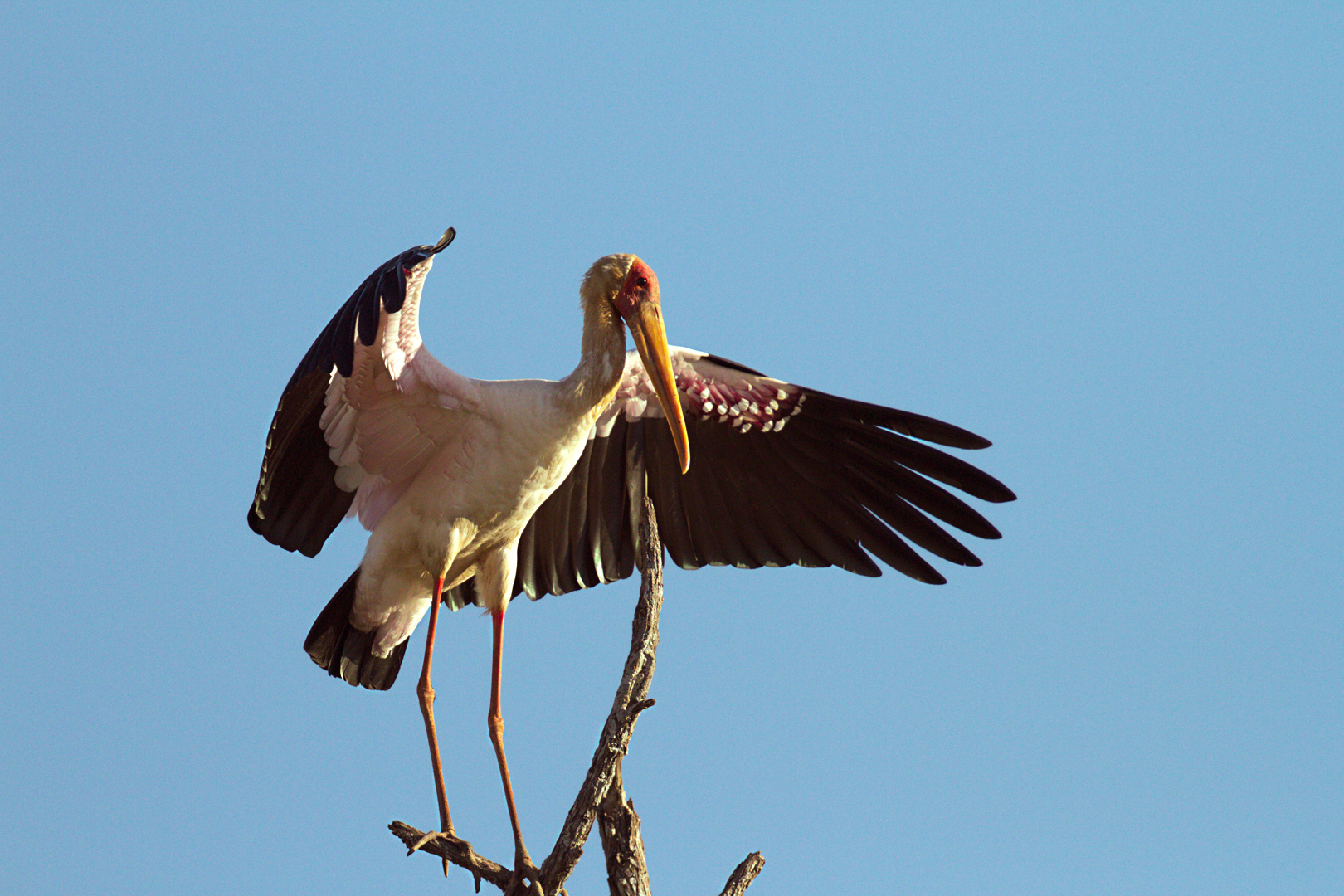 Cicogna beccogiallo (Mycteria ibis)