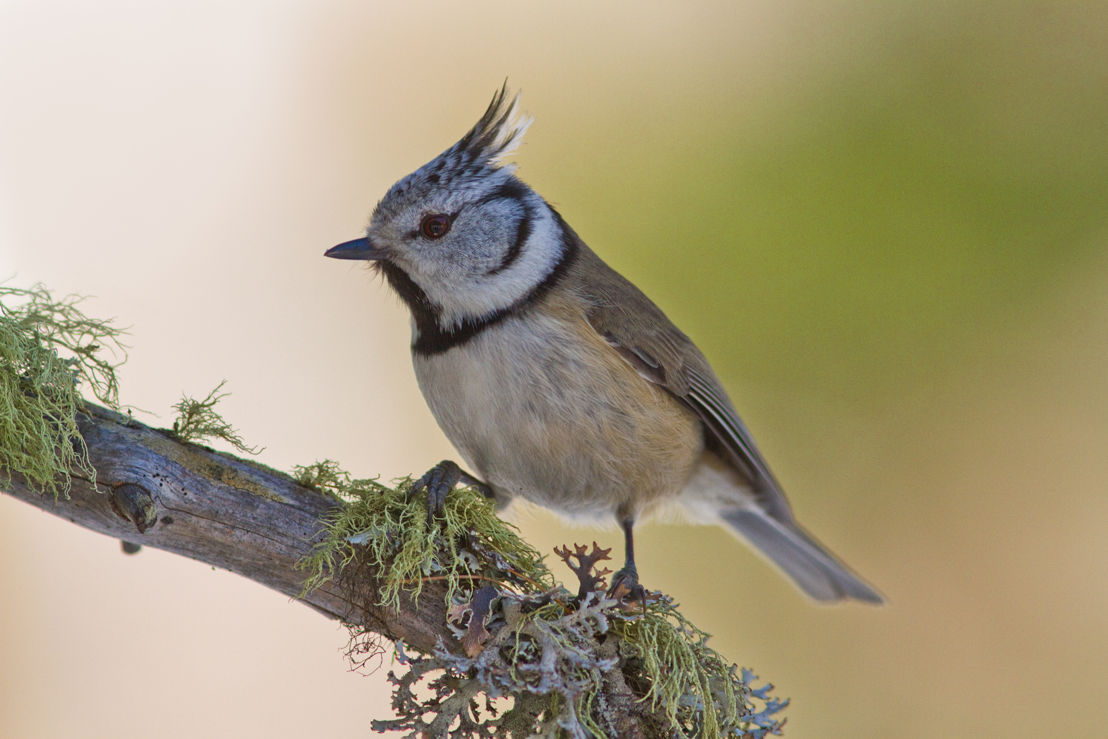 Crested Tit