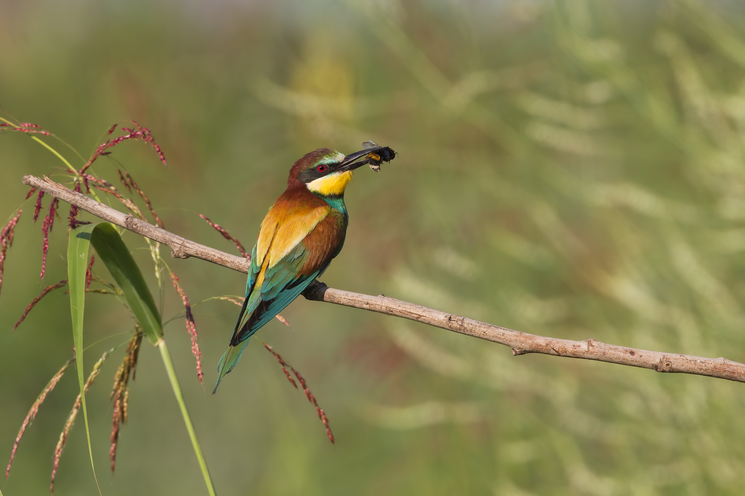 Eater with bombus - Bee eater with bombus