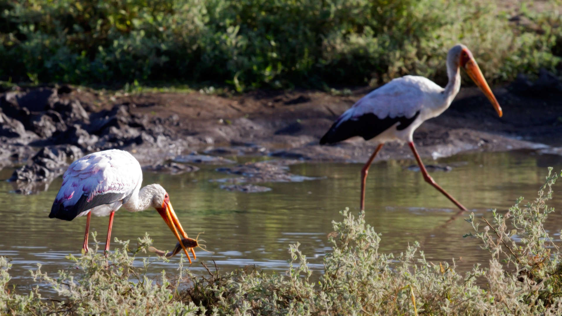 Cicogna beccogiallo (Mycteria ibis)