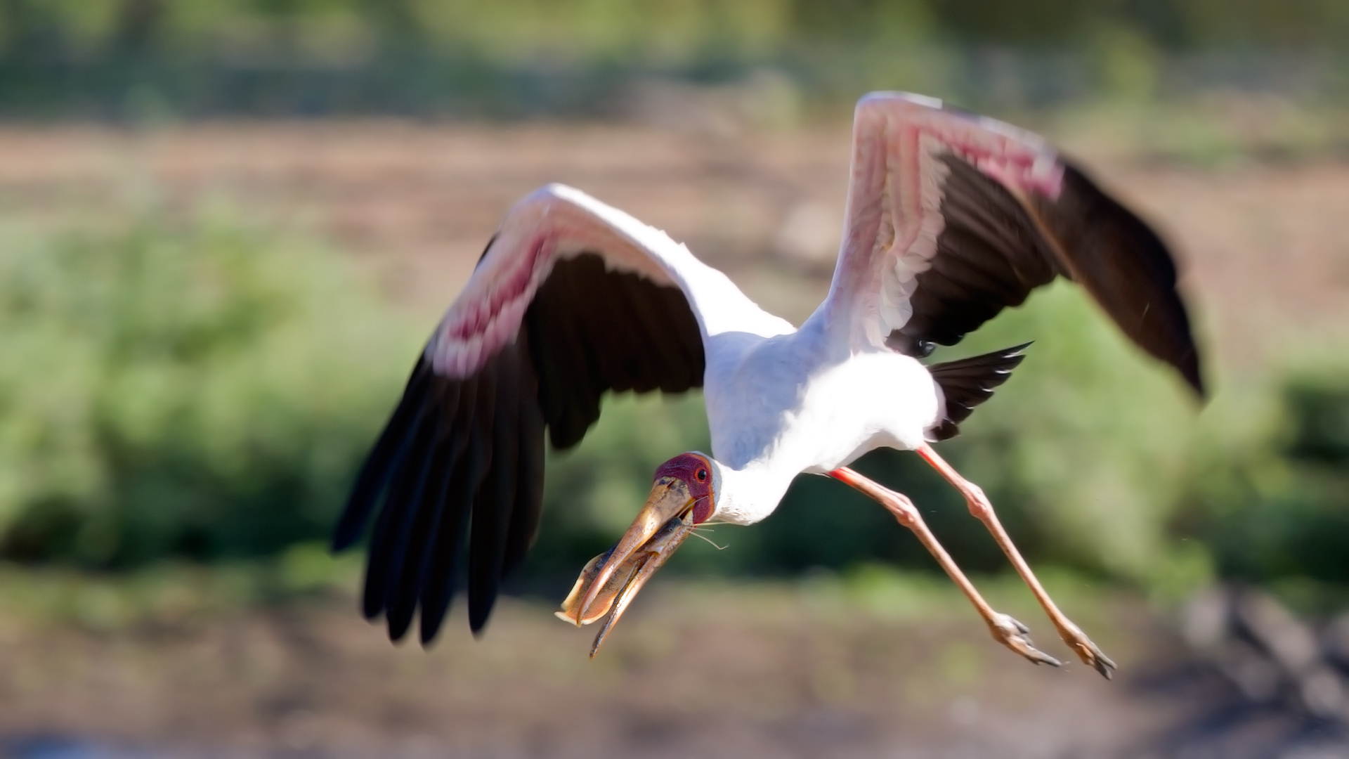 Cicogna beccogiallo (Mycteria ibis)