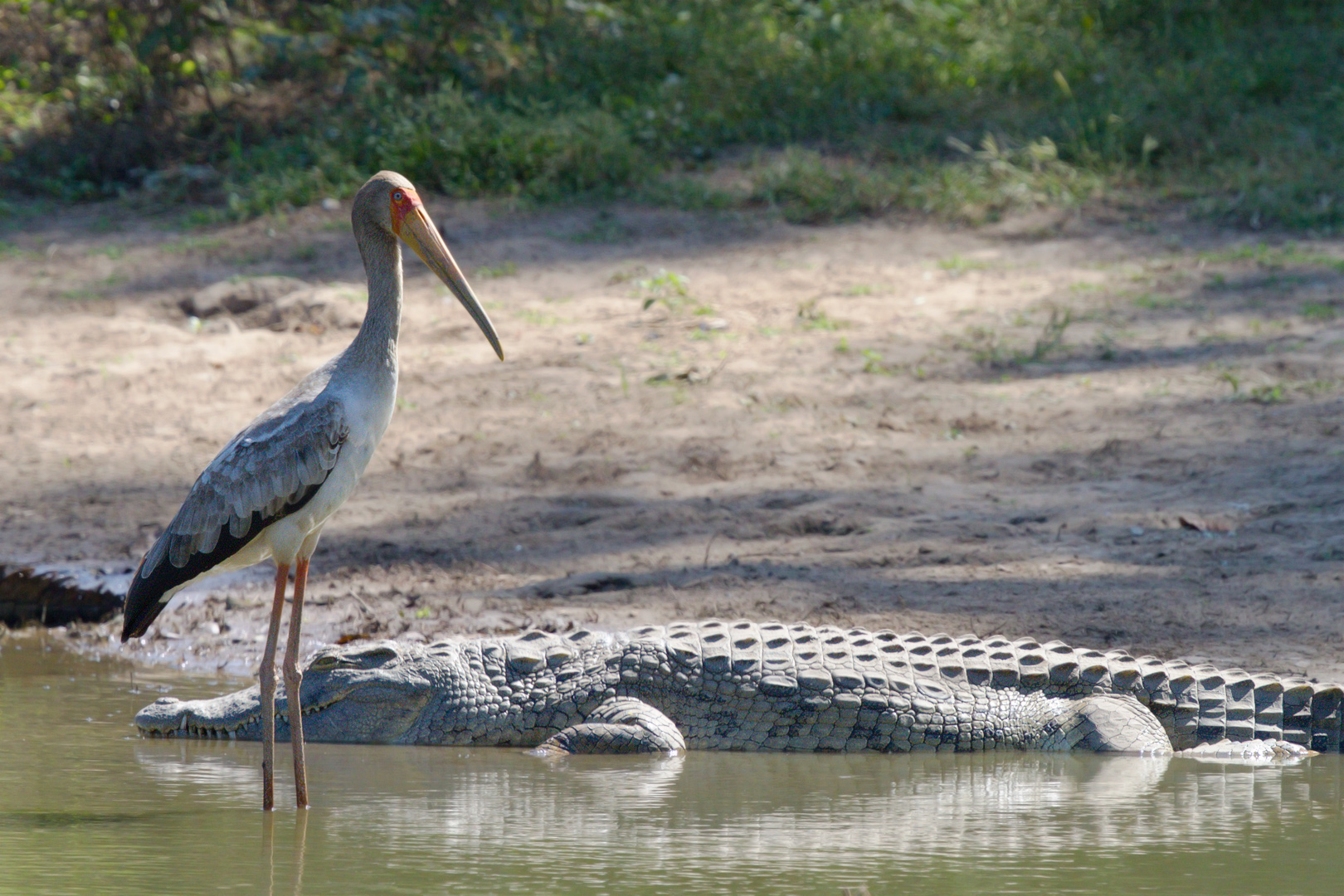 Cicogna beccogiallo (Mycteria ibis)