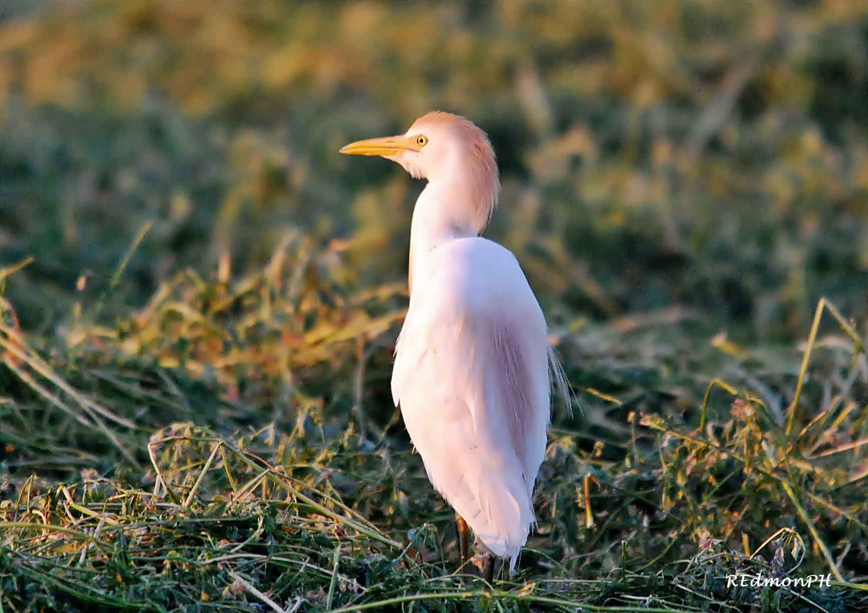 Cattle Egret - Bubulcus ibis