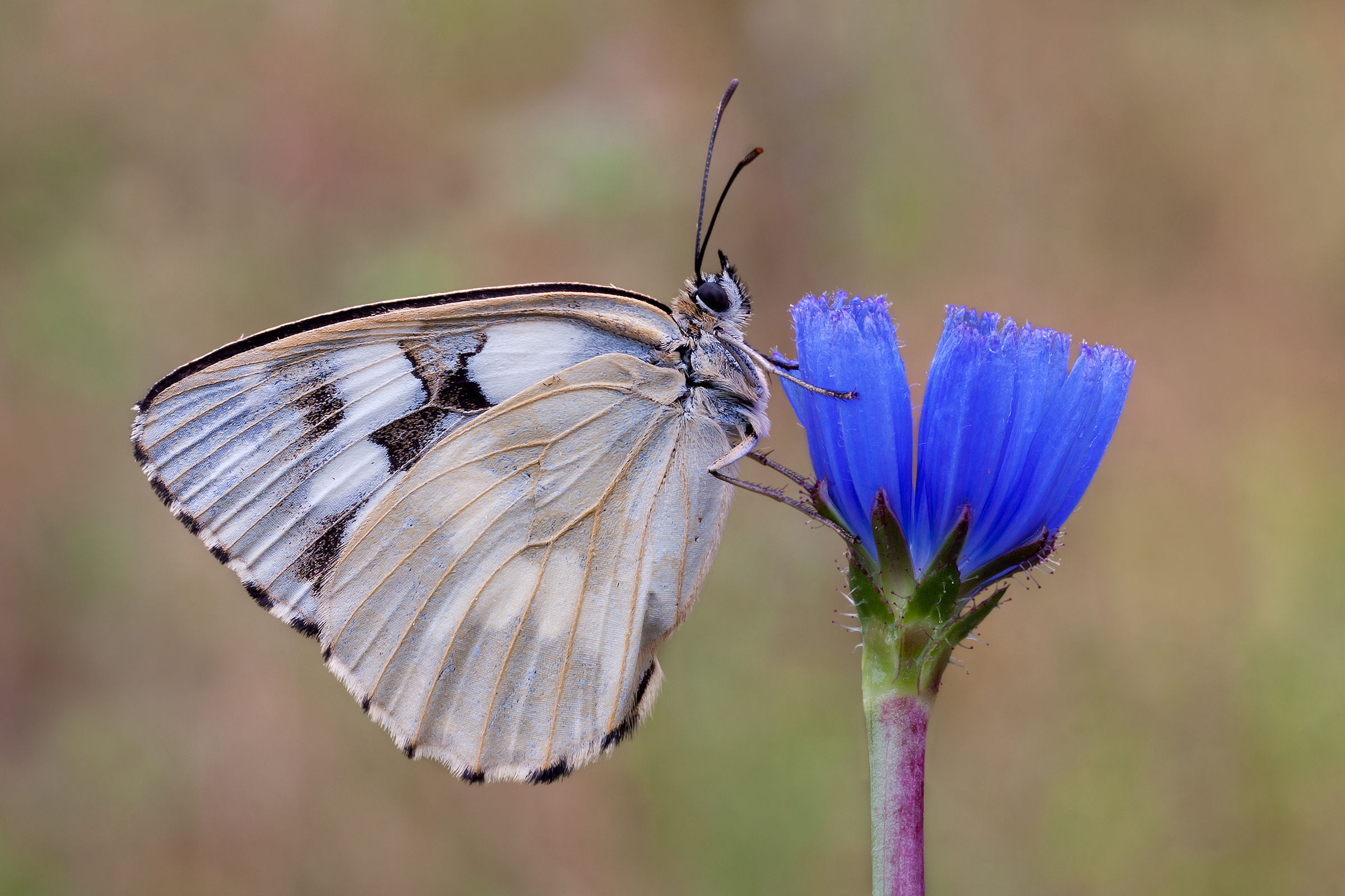 Farfalla ??????........?