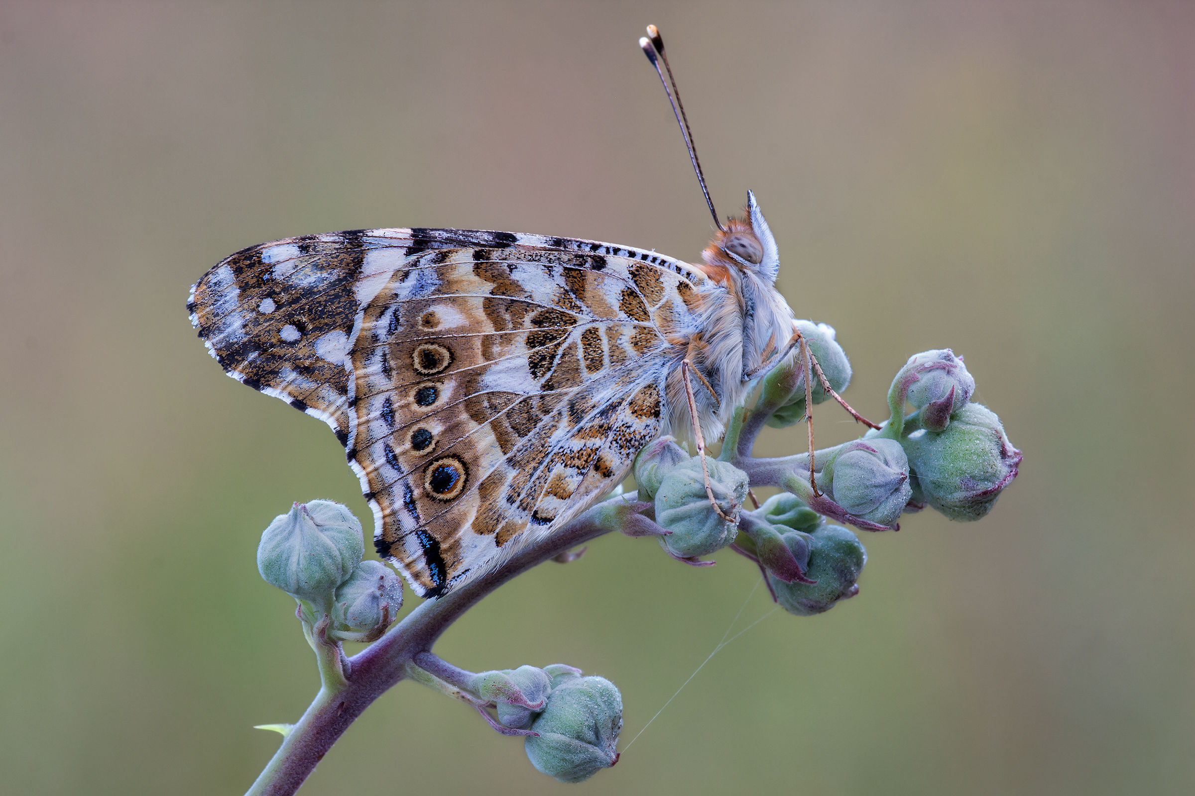 Vanessa Cardui