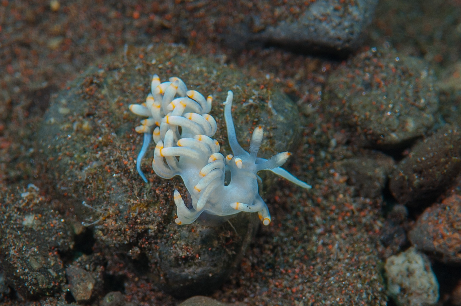 flabellina bicolor