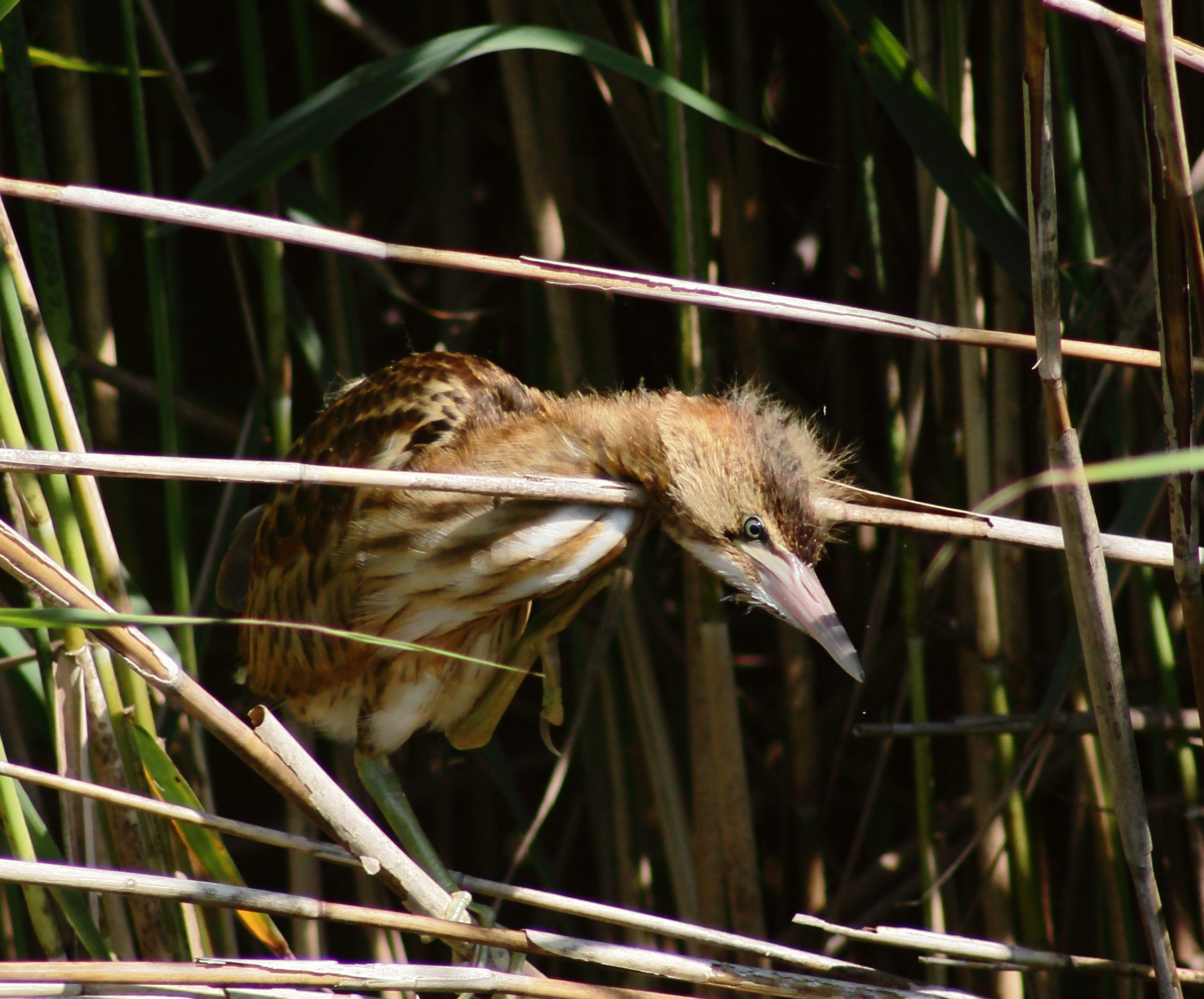 ... Salts ... that I'll make some coffee '....