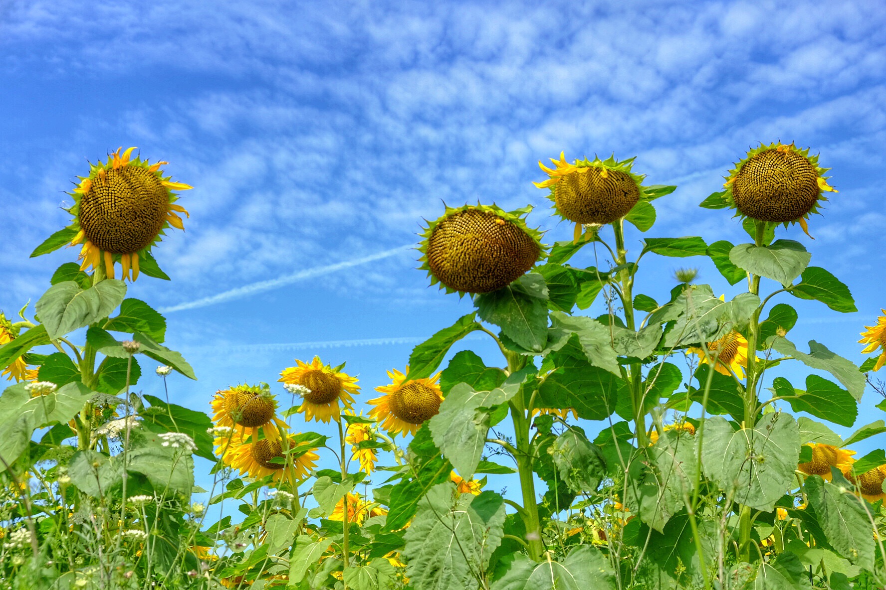 The Dance of Sunflowers