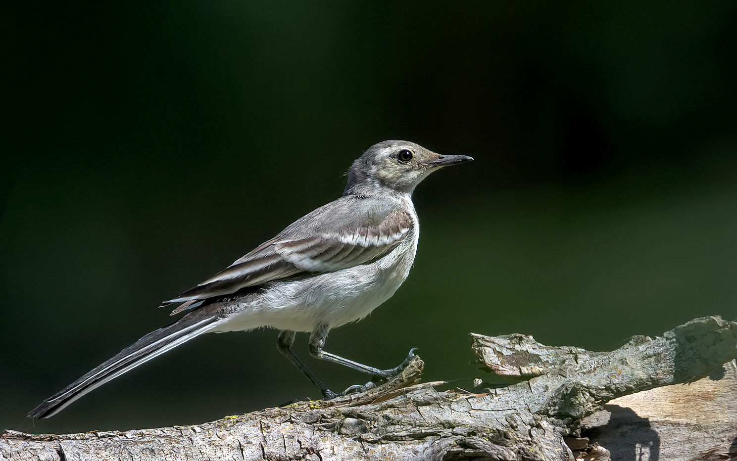 Ballerina bianca ( Motacilla alba) juve