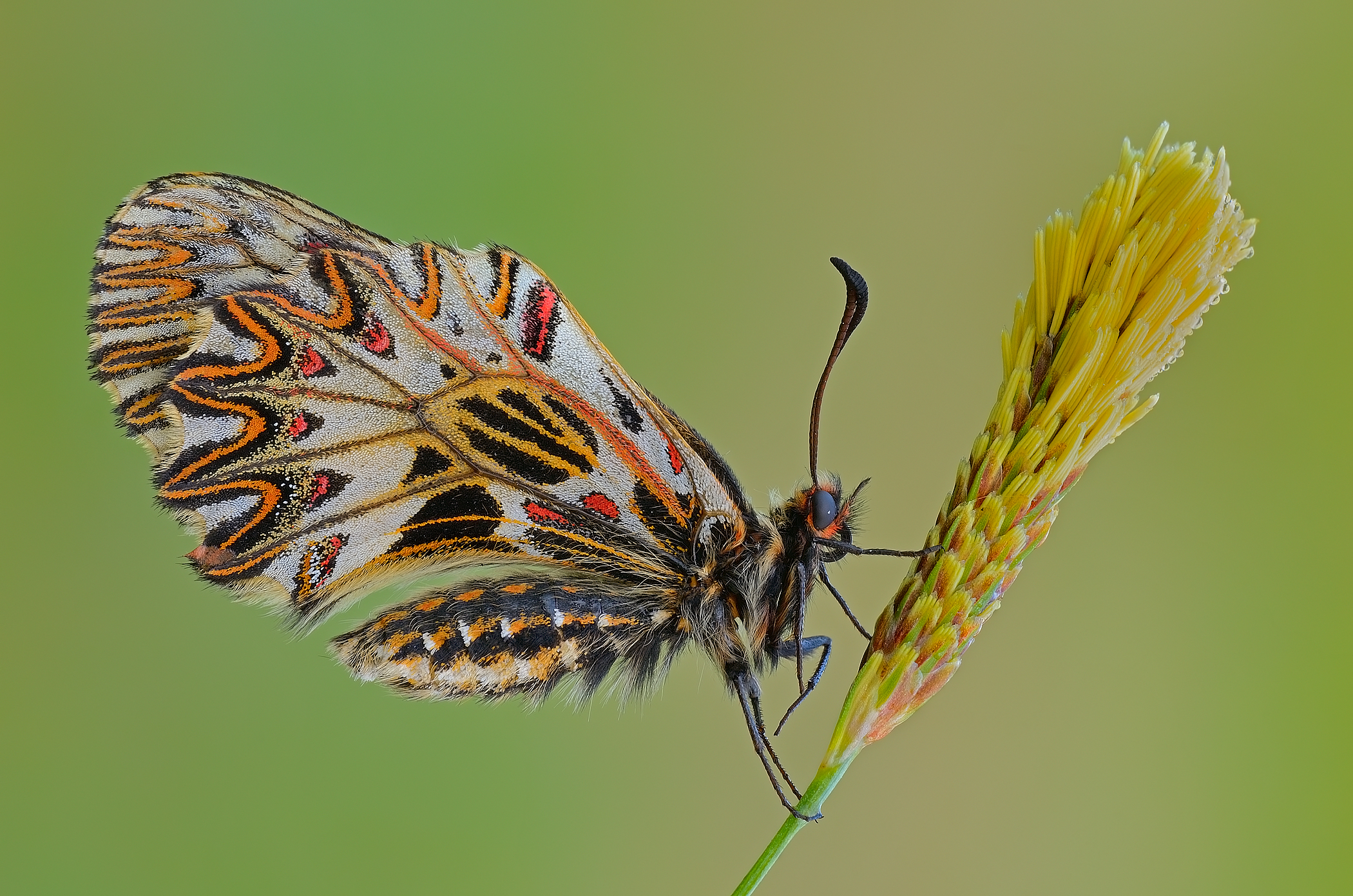 The dancer (Zerynthia polyxena)