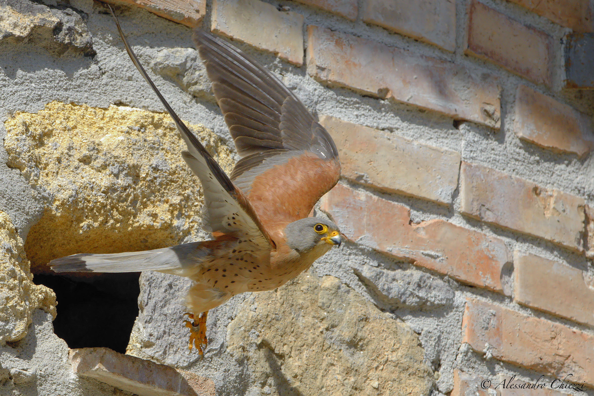 The departure of the lesser kestrel