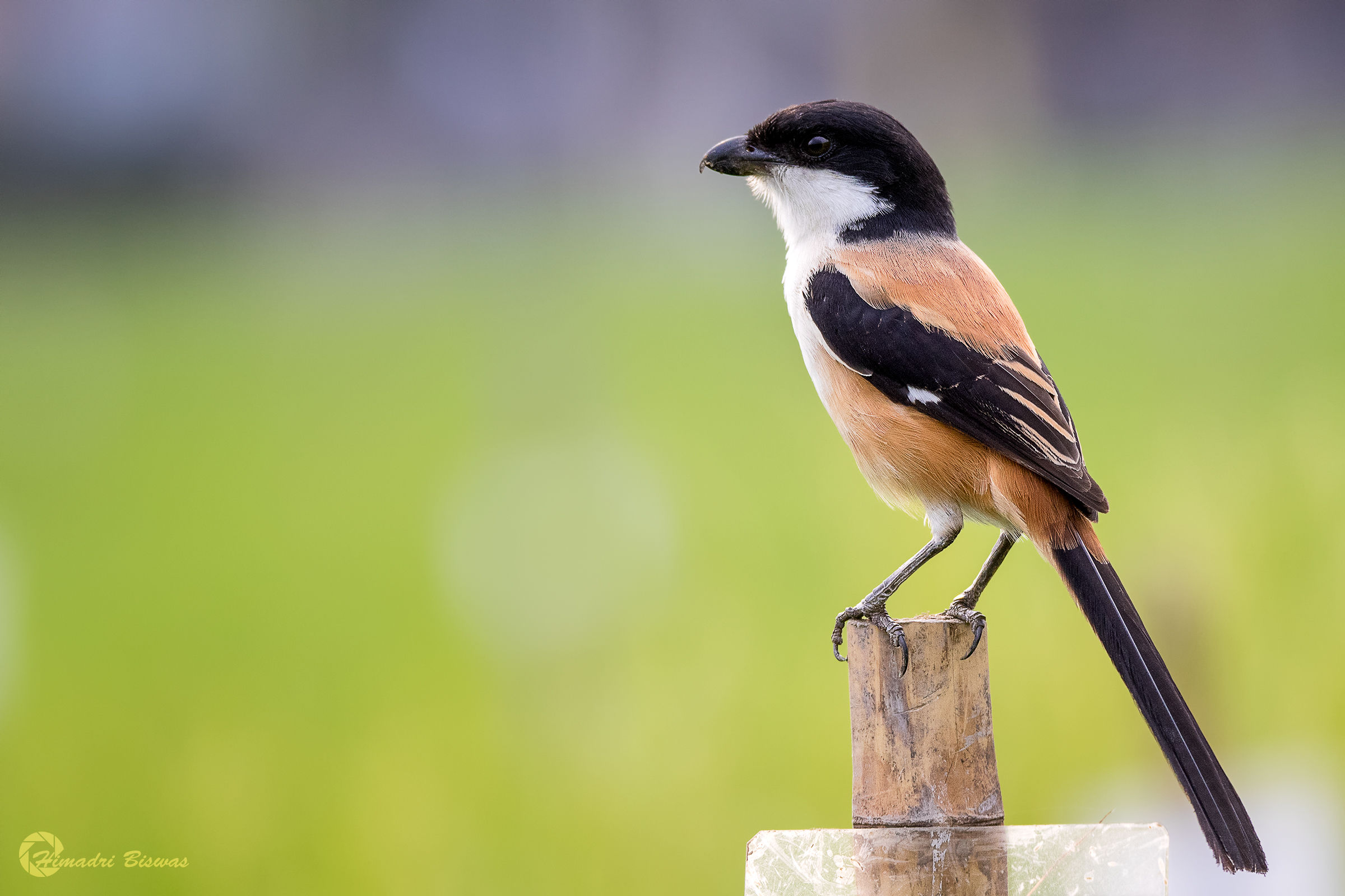 Long-tailed shrike