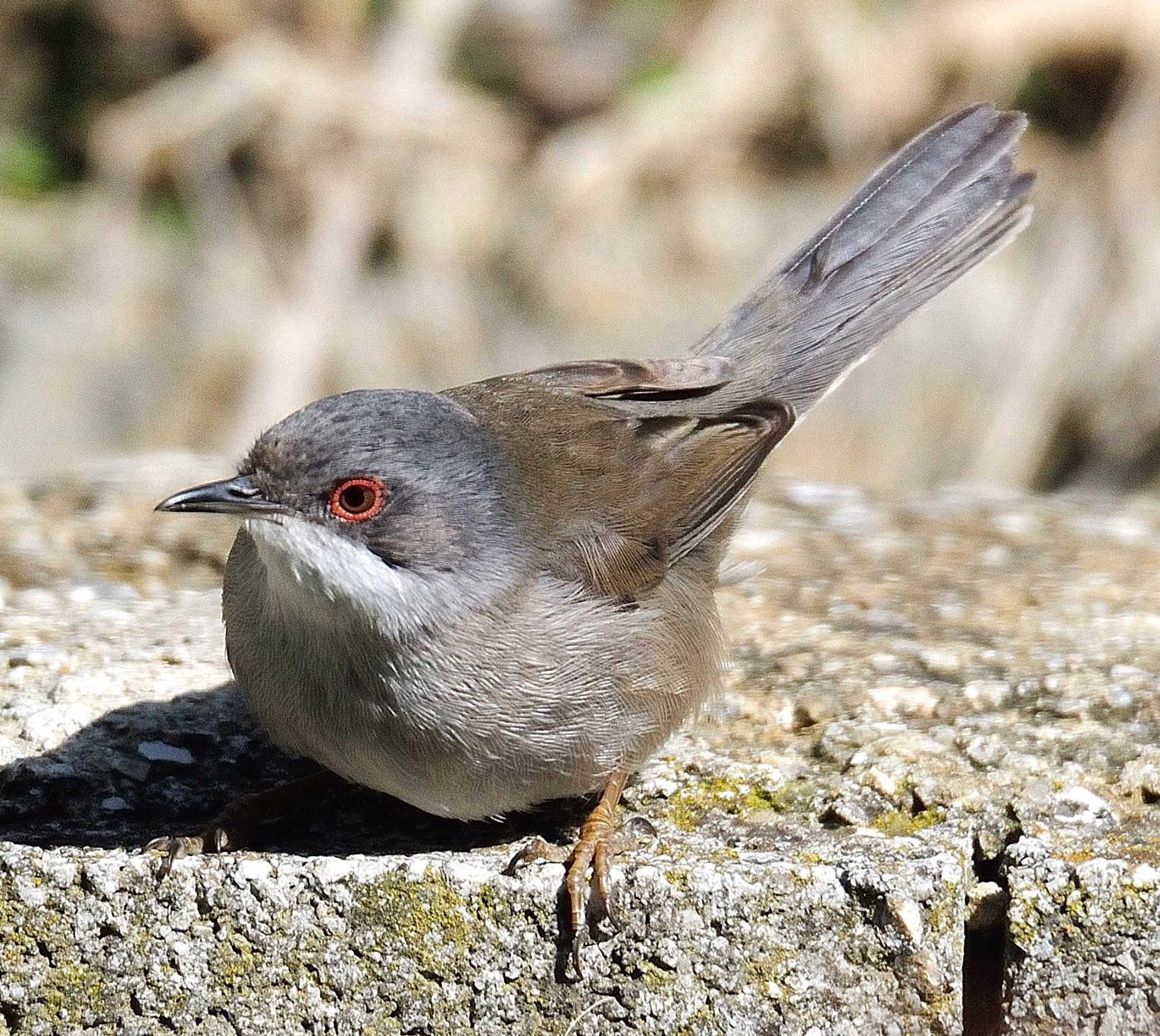 Sardinian Warbler