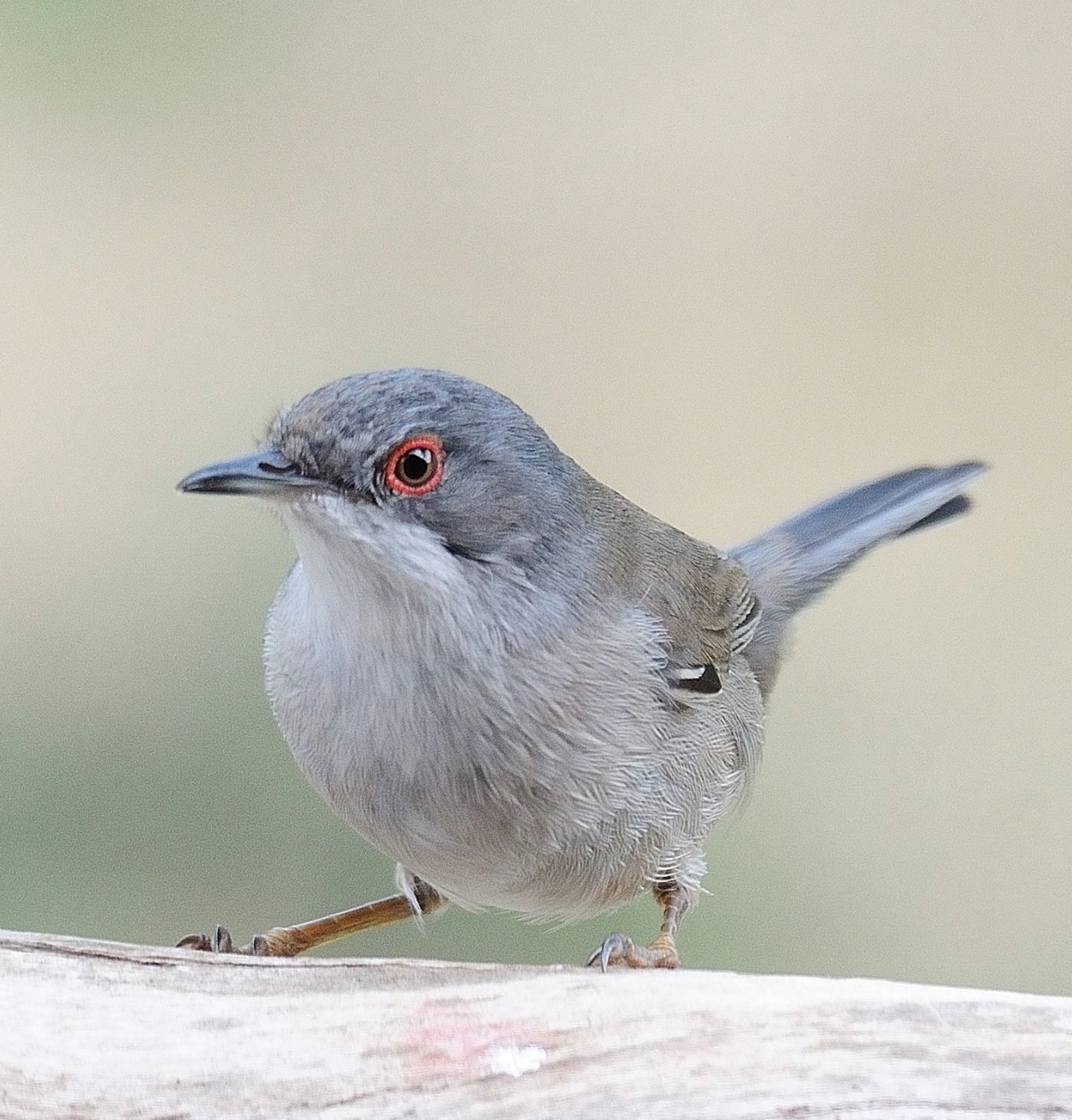 Sardinian Warbler