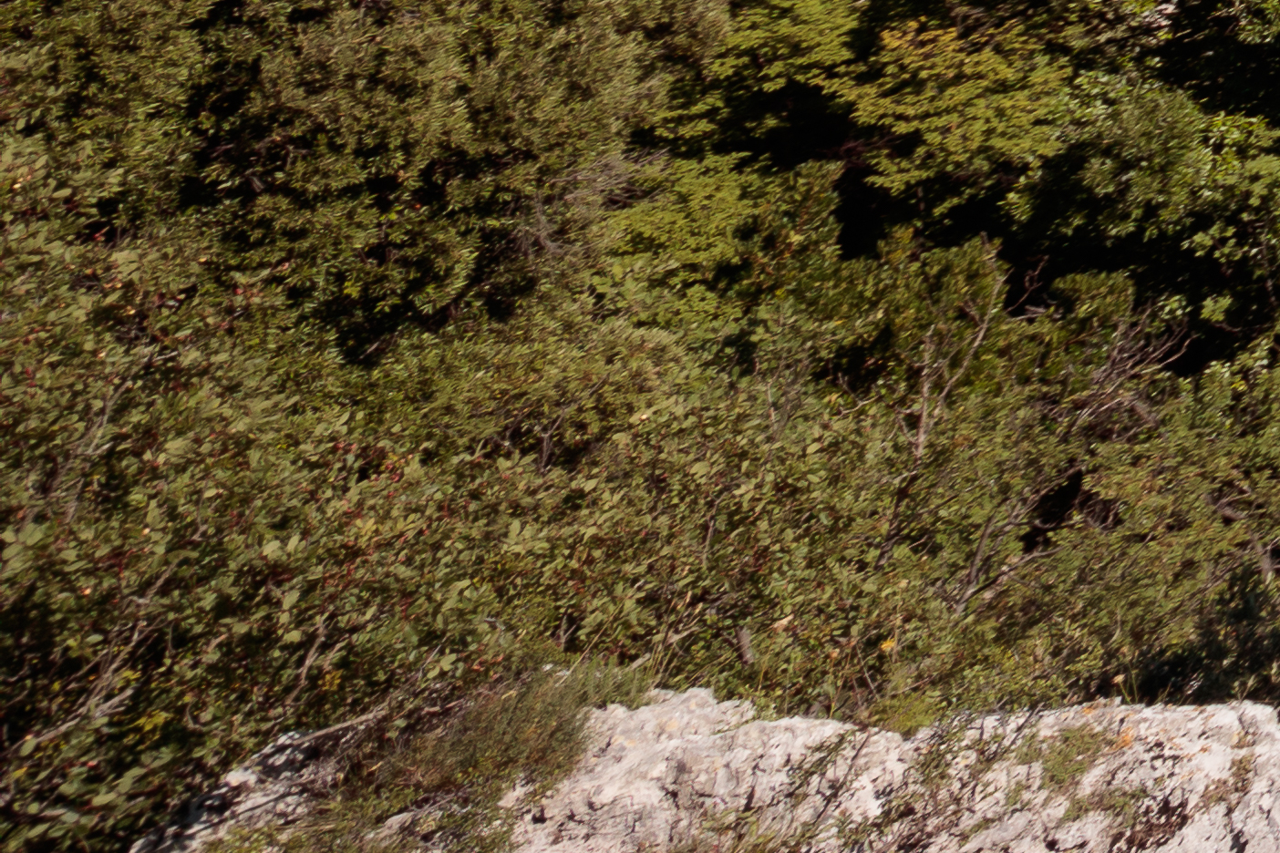 Test 5Dsr - 16mm@f/8 crop 100% left low corner