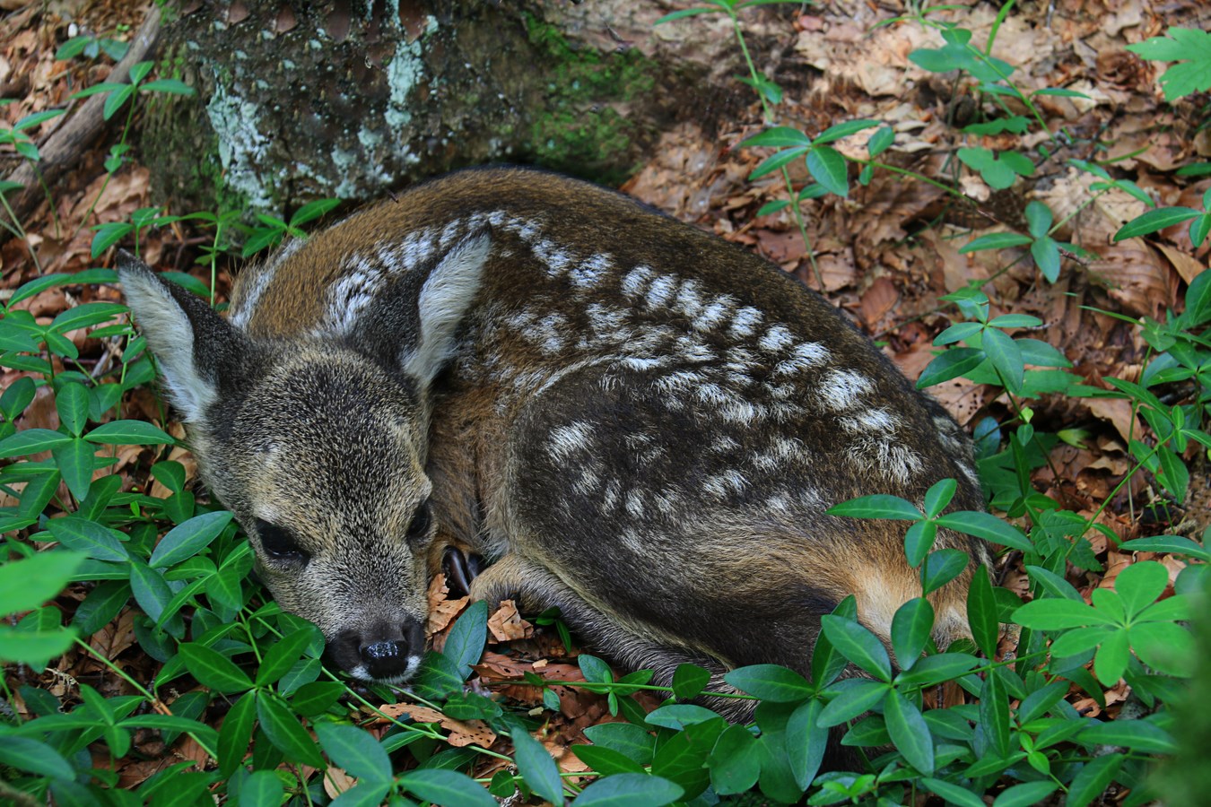 Cucciolo di capriolo