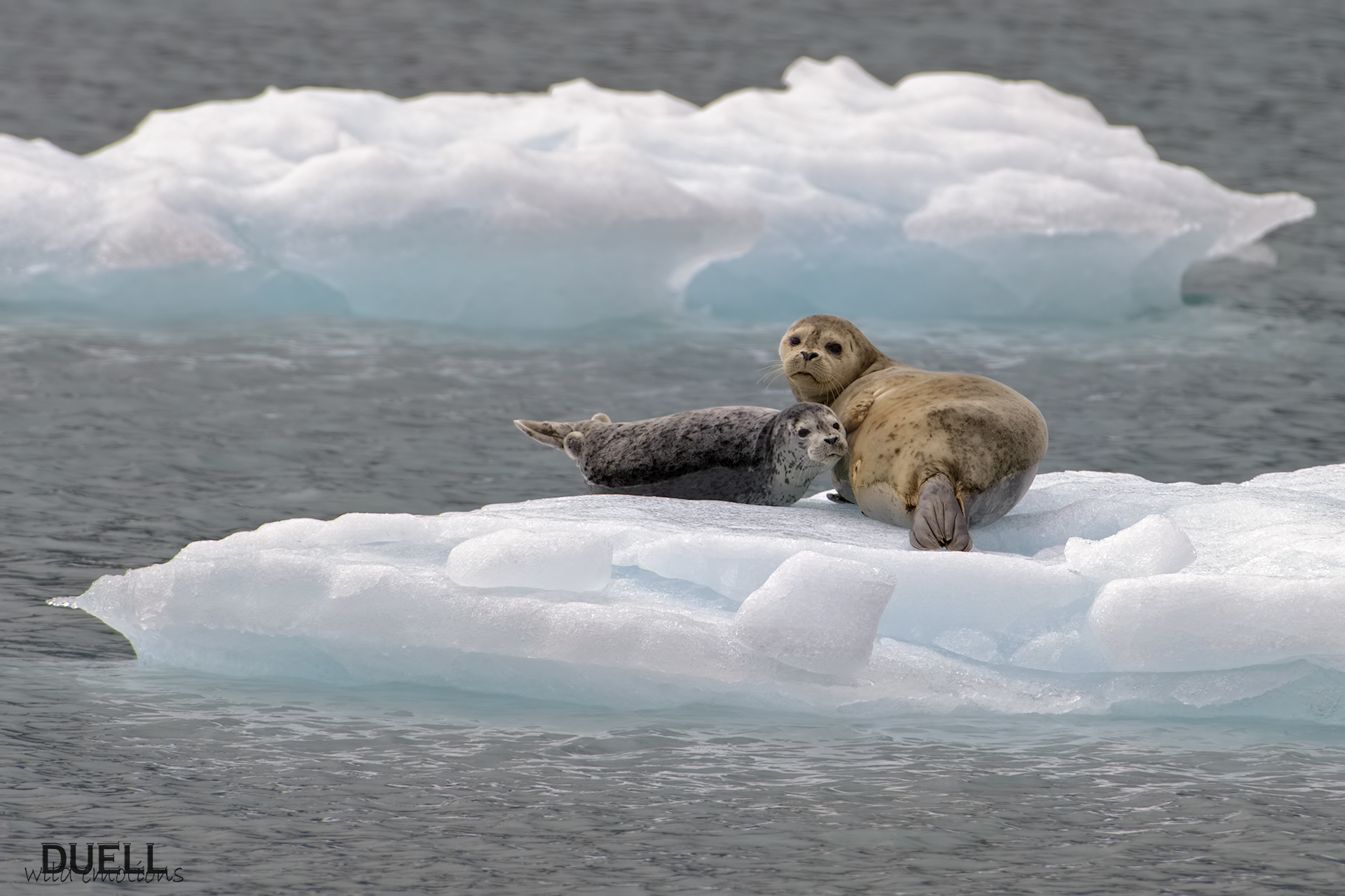 Harbor seals