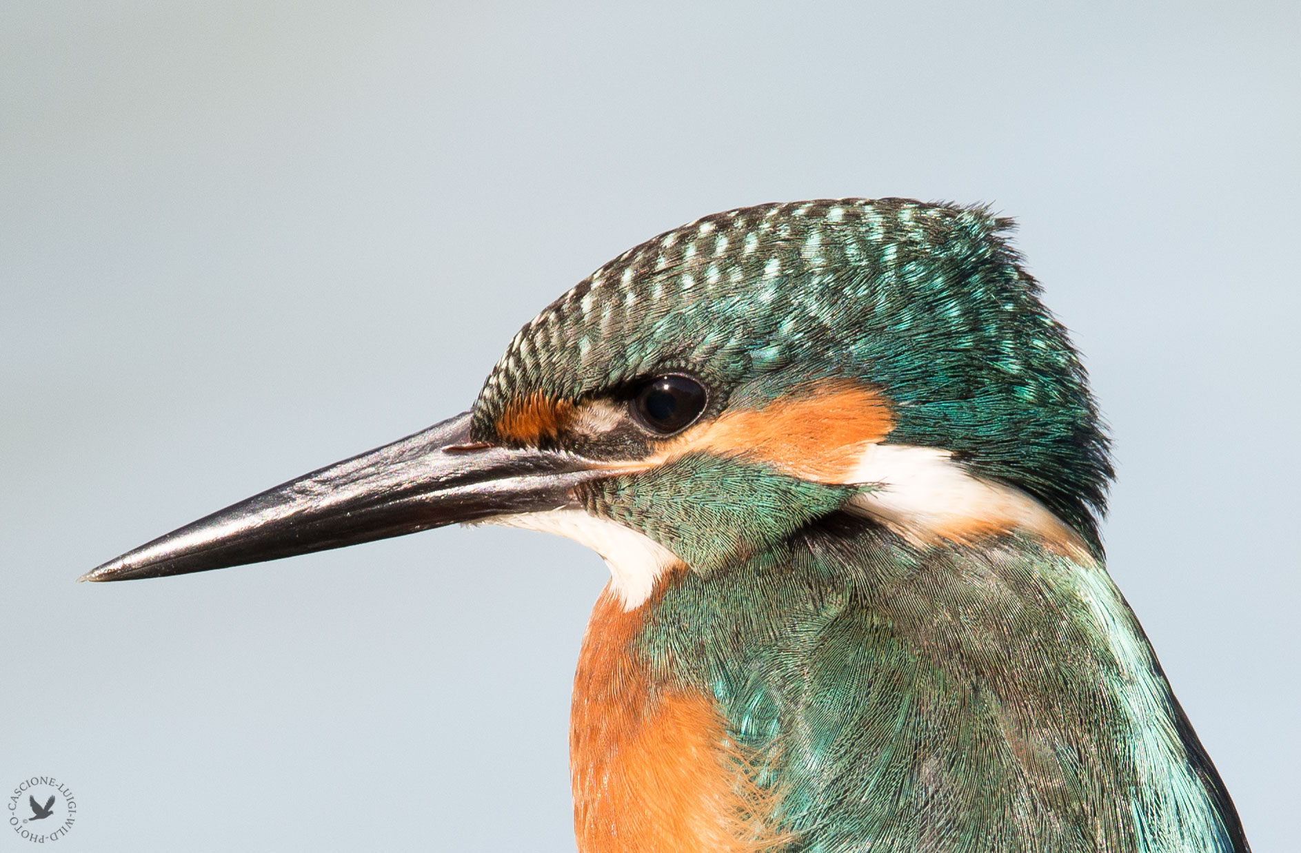 primo piano ( il martino crea dipendenza)