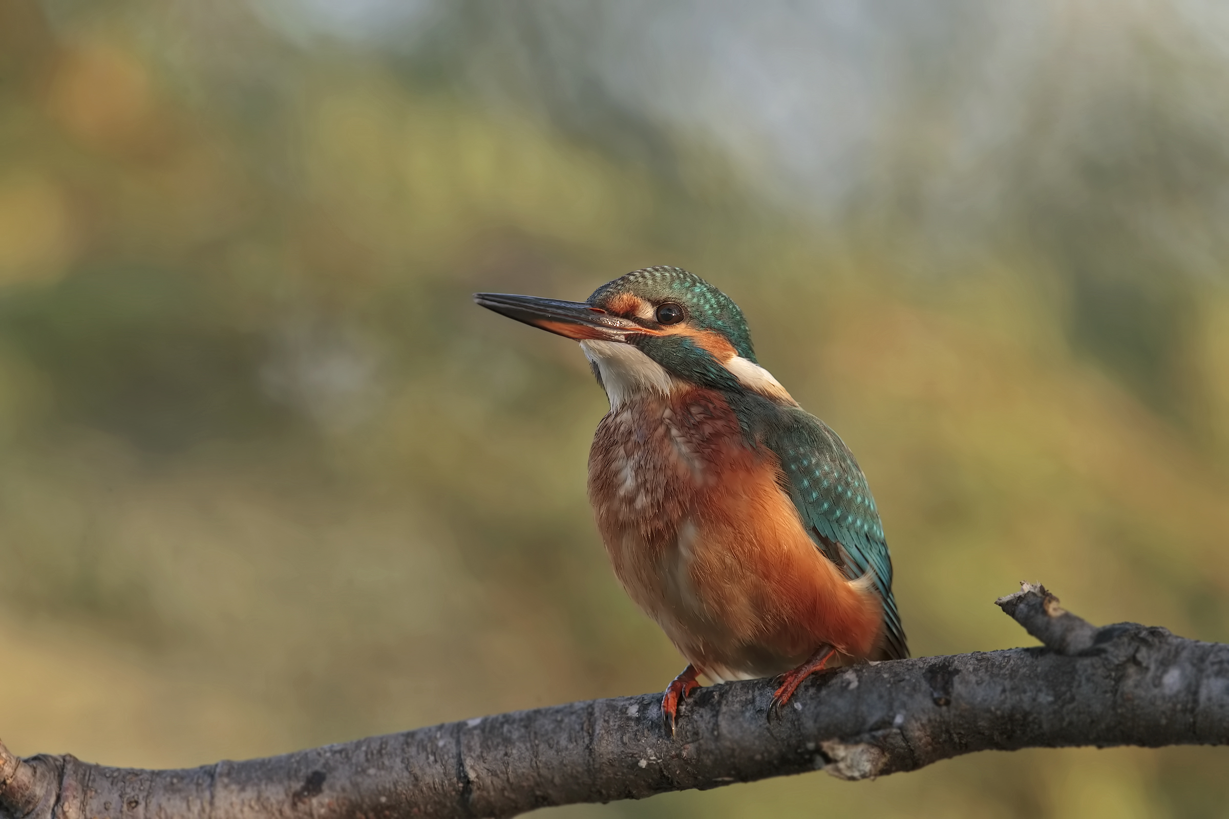 the martina..è always martina!