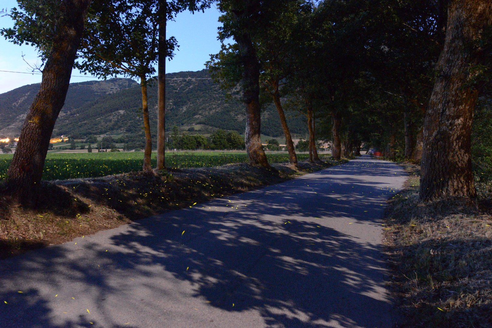 fireflies to cuckoo 2