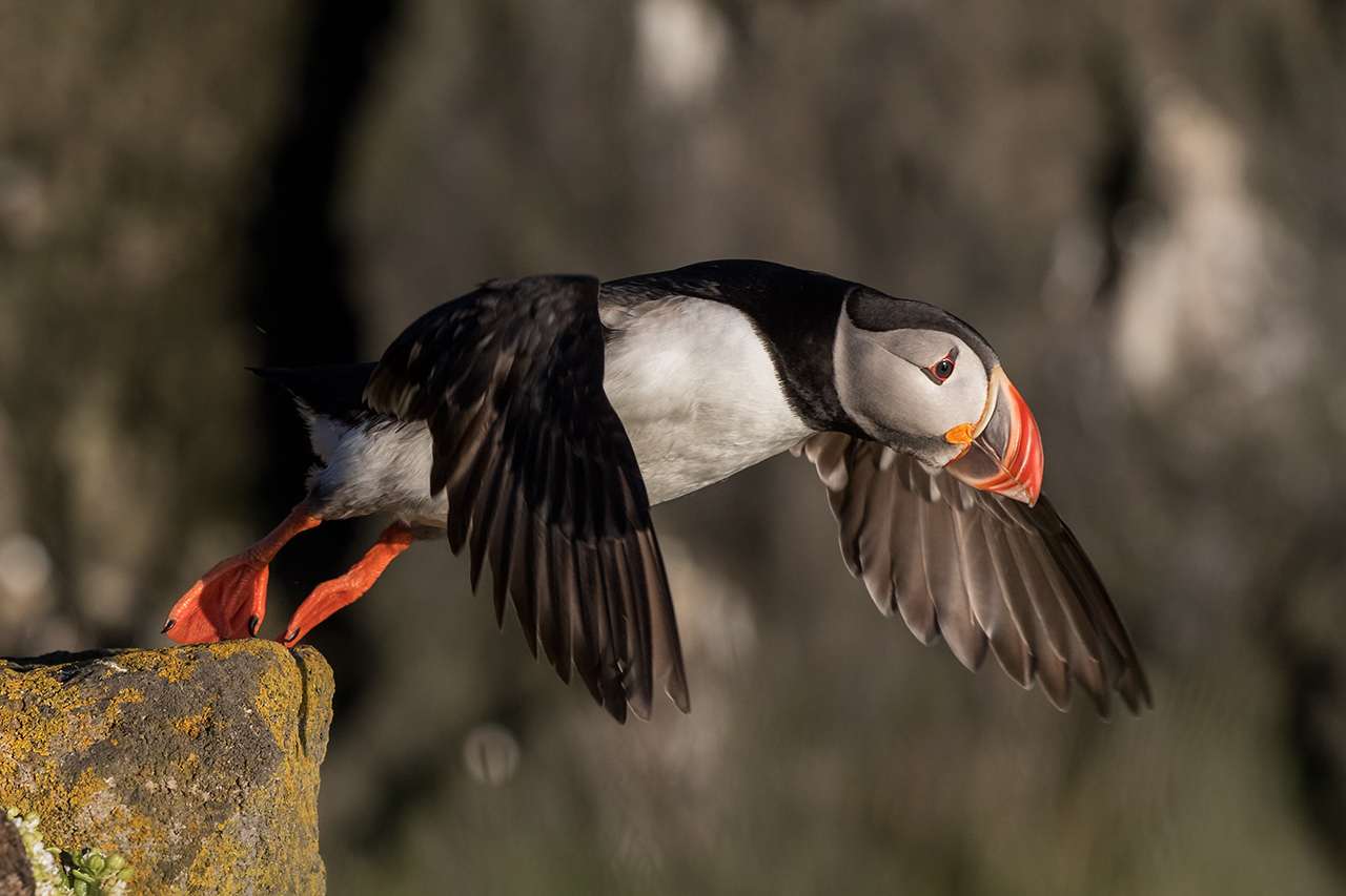 The dip of the puffin