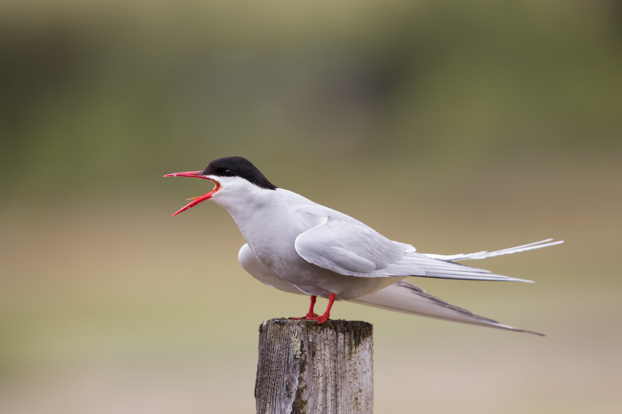The Scream Tern