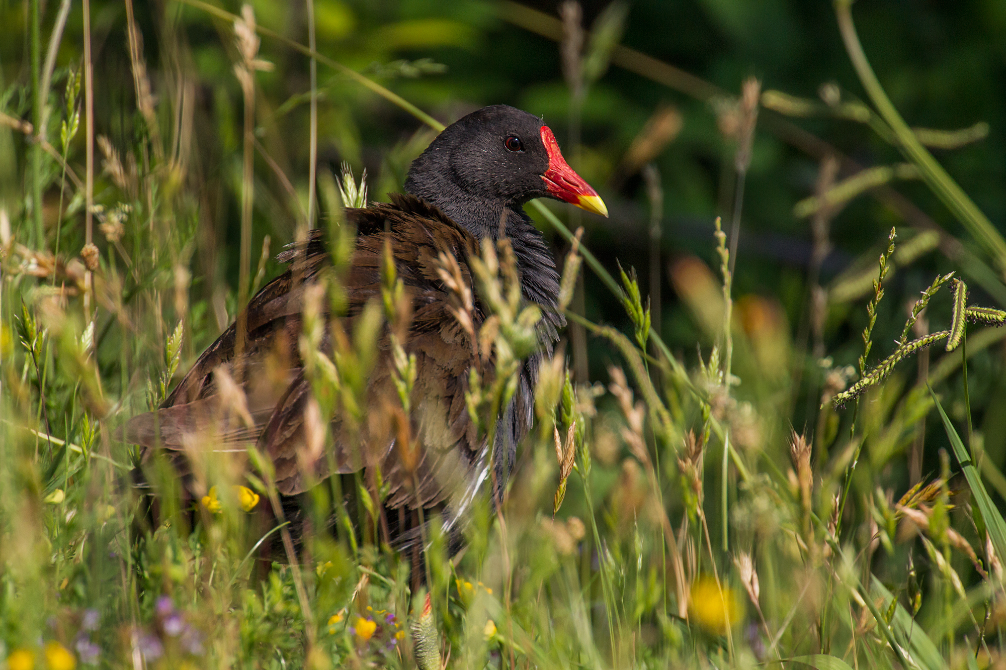 Canon 100-400 serie 2 + kenko 2.0x dgx: