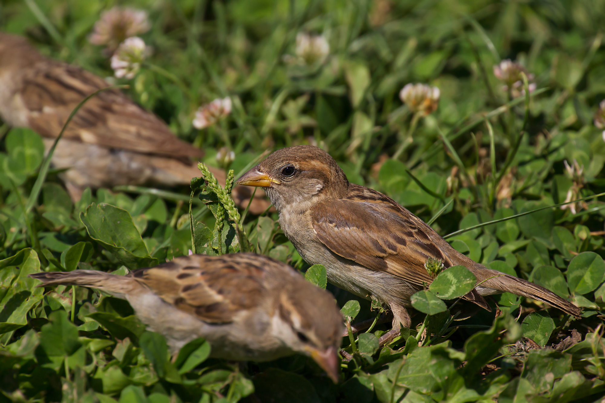 Canon 100-400 serie 2 + kenko 2.0x dgx: