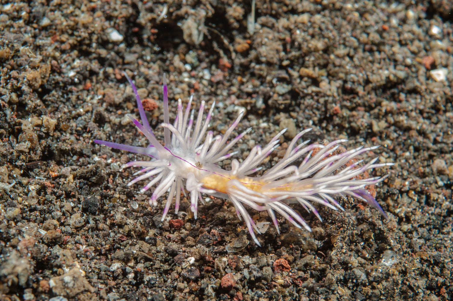 flabellina rubrolineata