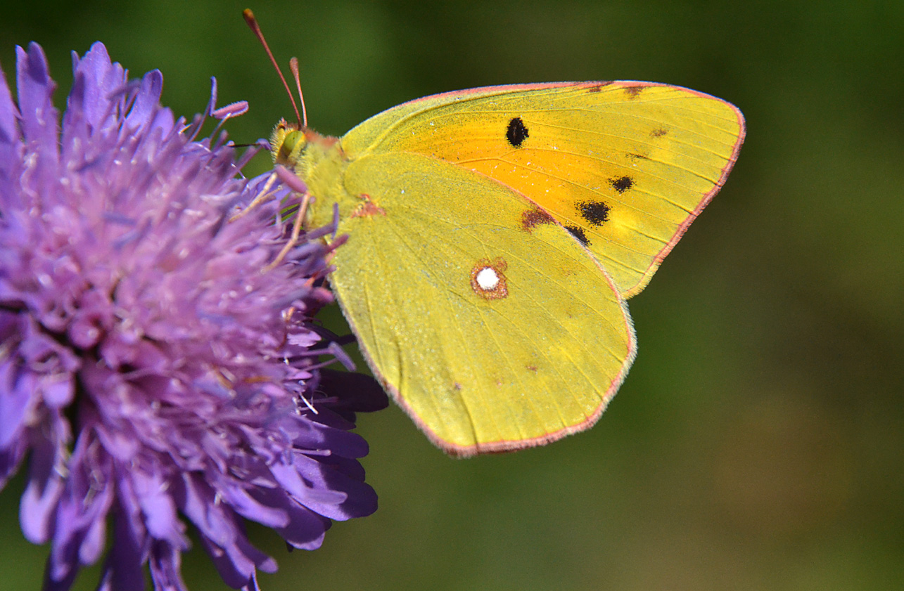 colias crocea