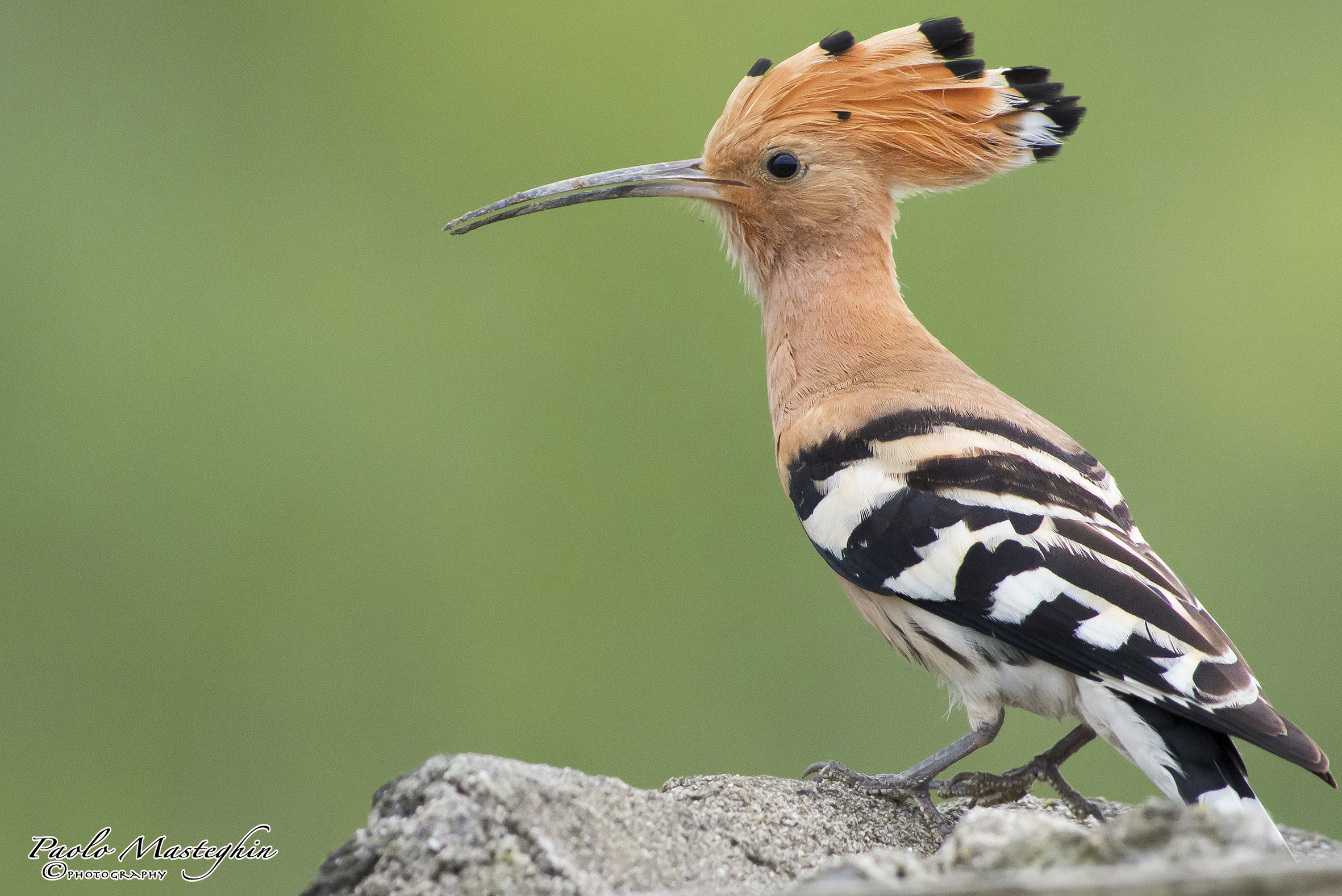 The elegance of the hoopoe.