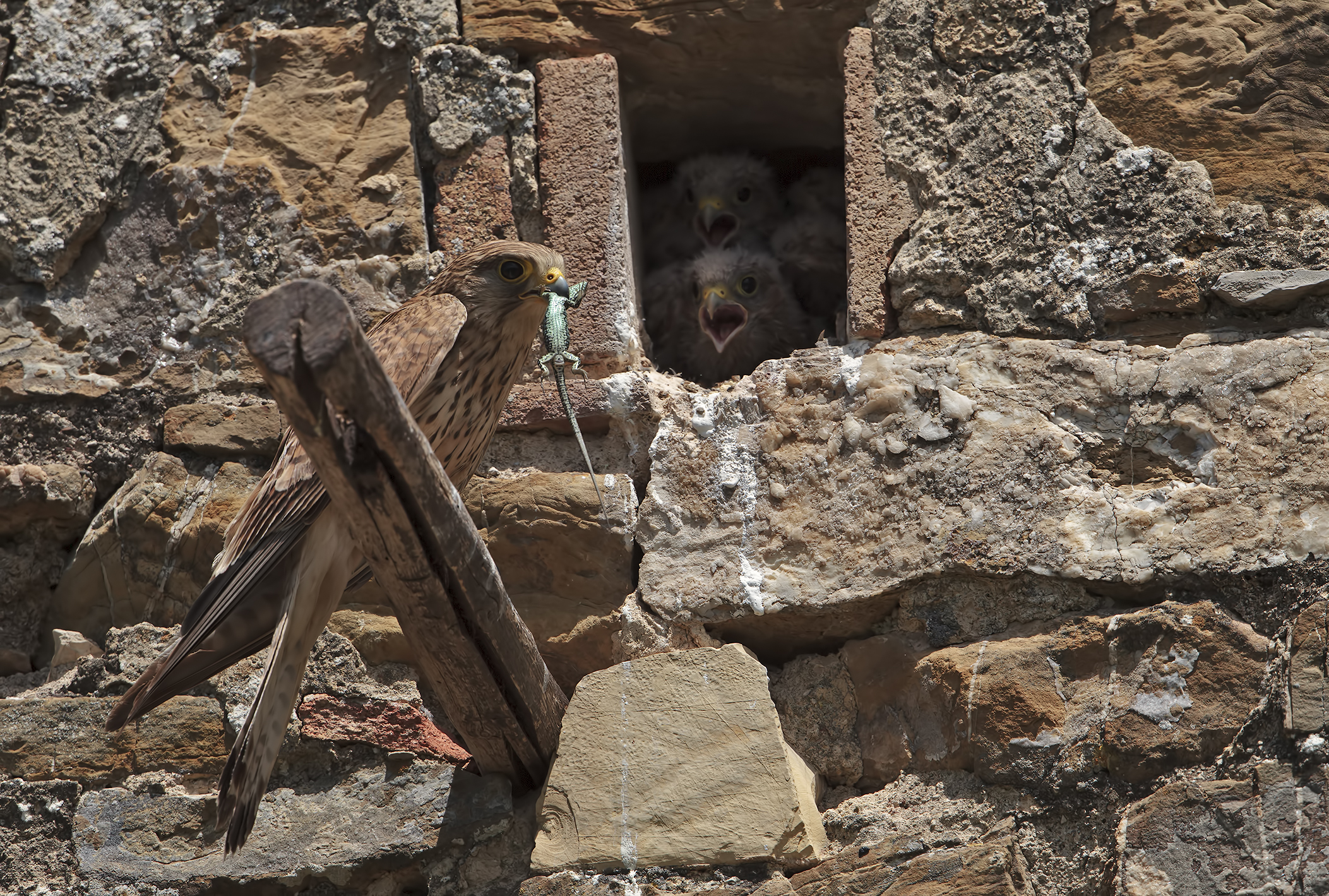 Gheppio femmina con preda (...e pulli)