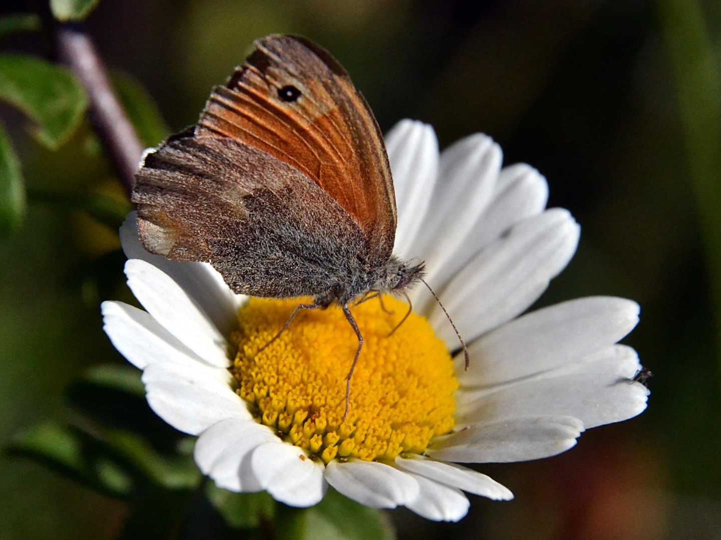 farfalla su margherita