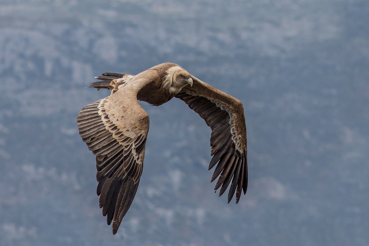 Shot of wings, Griffin