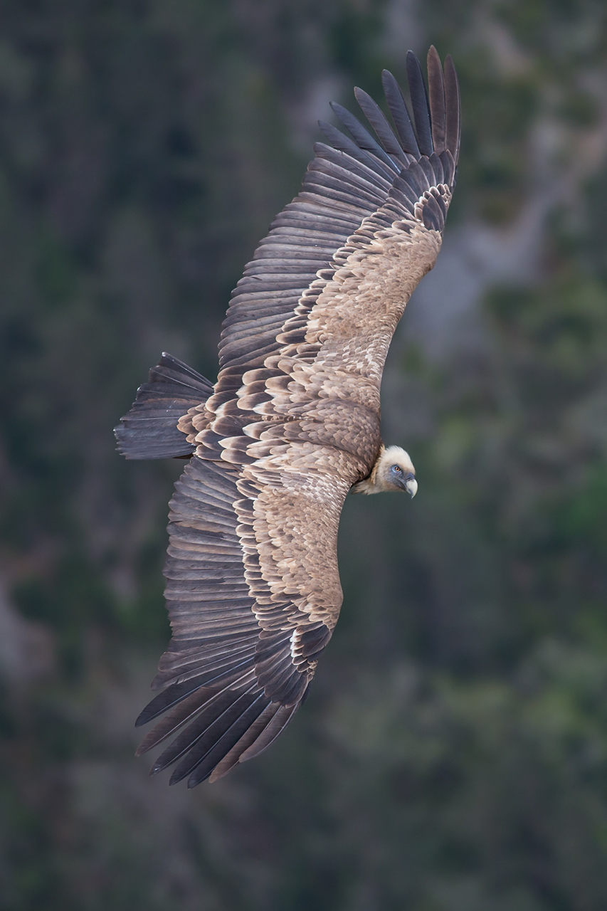 Griffon vulture in flight