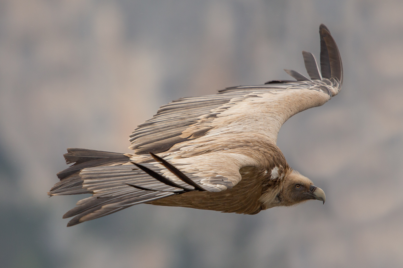 Griffon vulture in flight