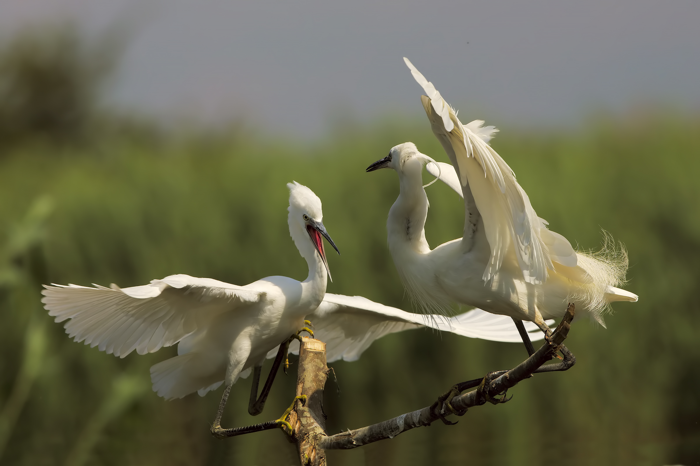 egrets in love ??