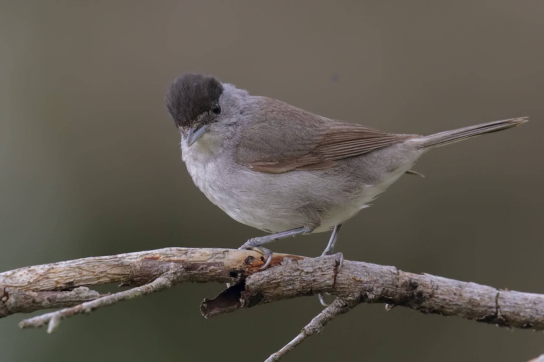 Blackcap