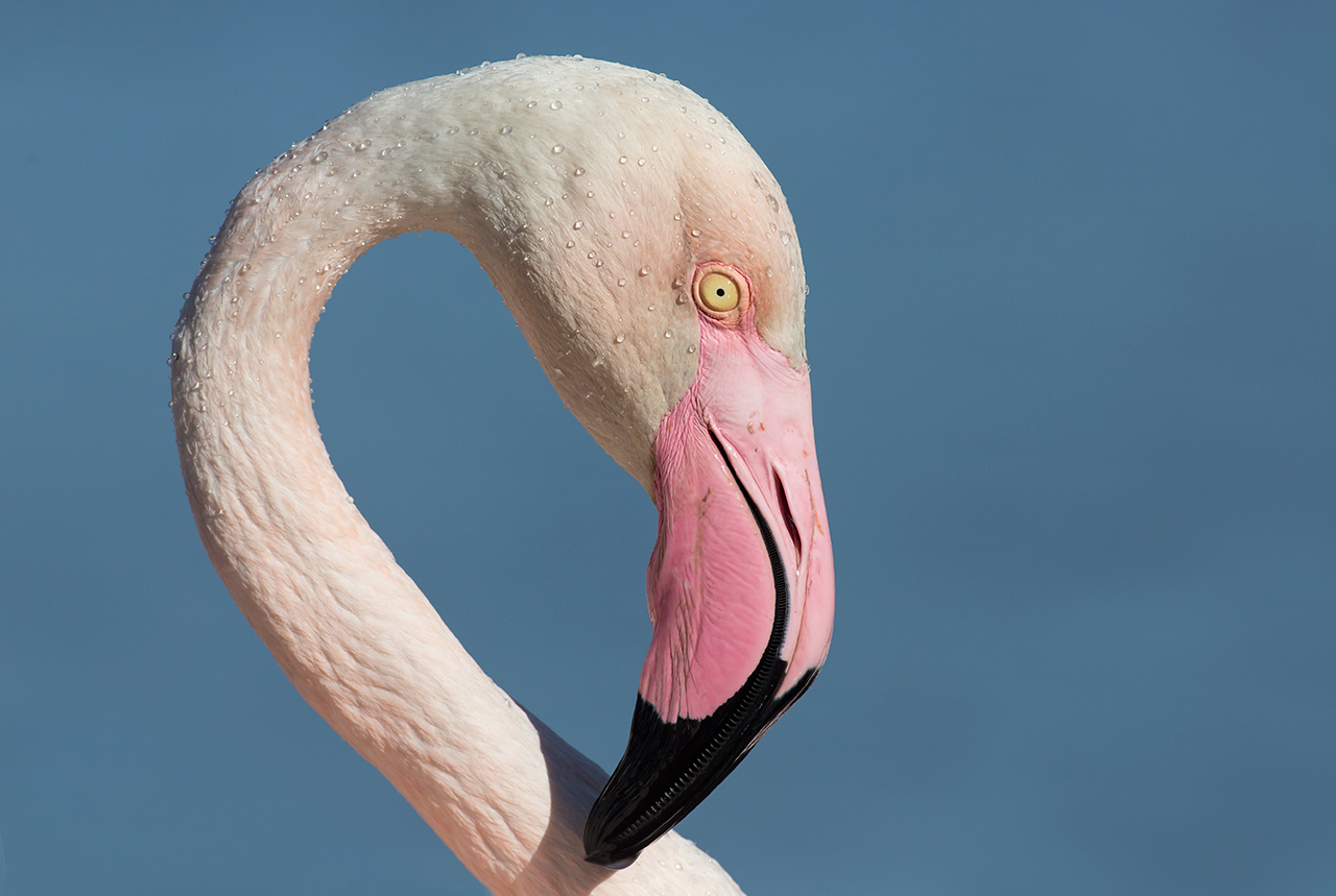 Portrait, Pink Flamingo