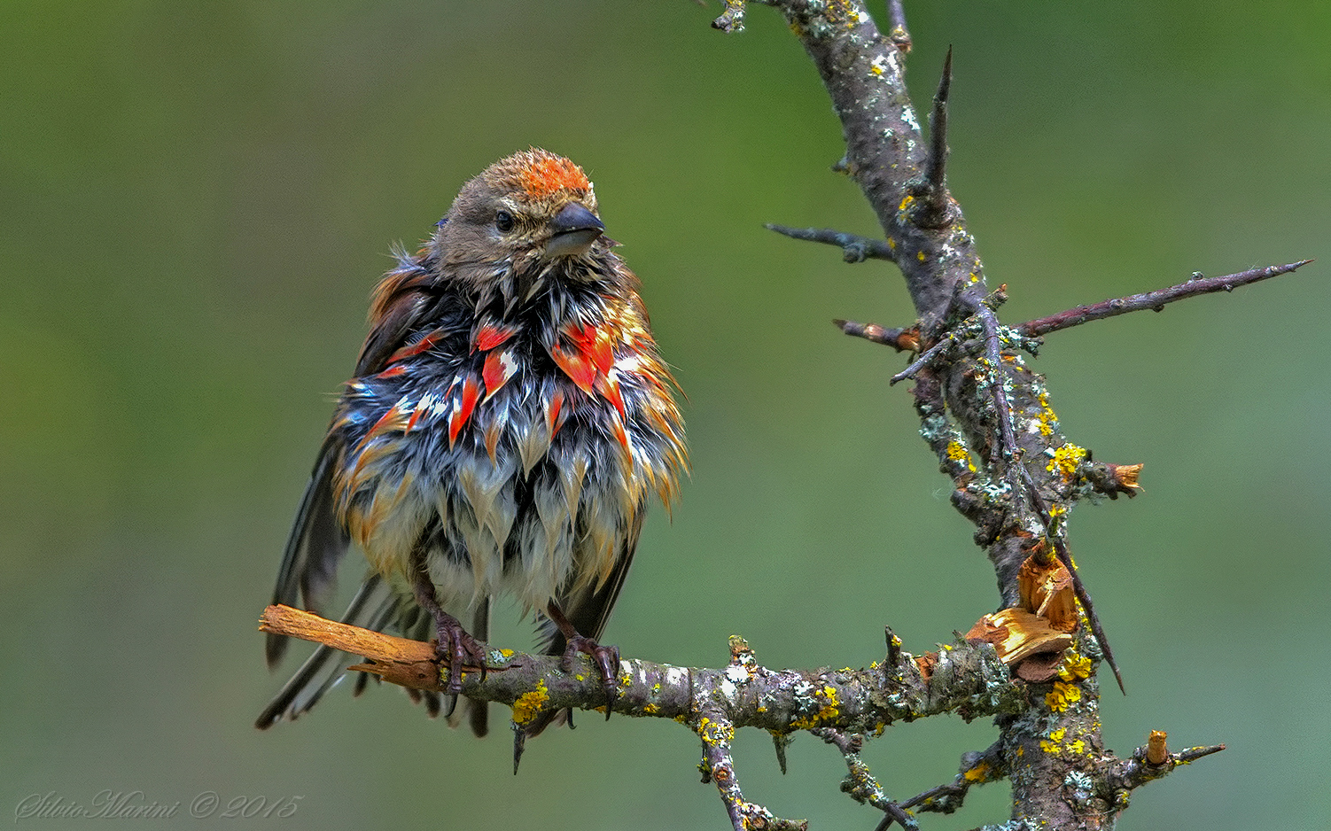 Fanello (Carduelis cannabina) maschio tutto zuppo