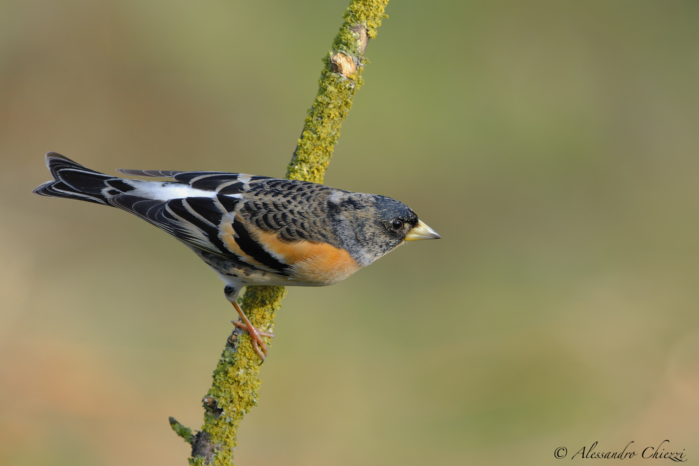 Brambling