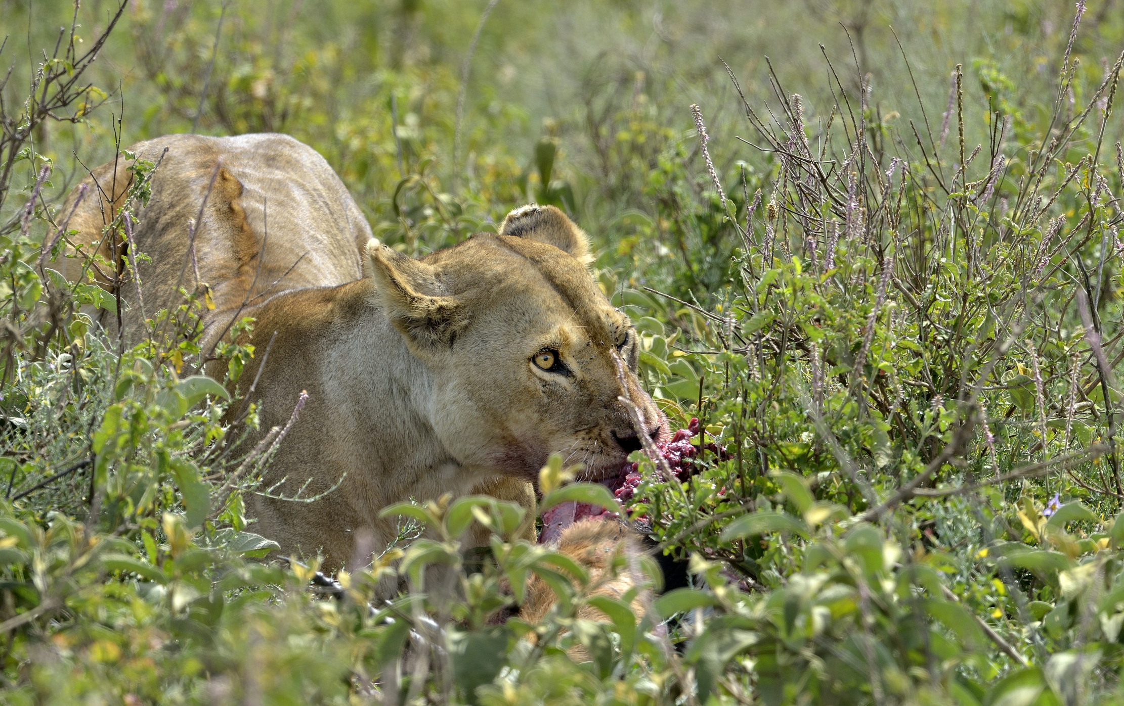 Tanzania 2015 - Among the foliage
