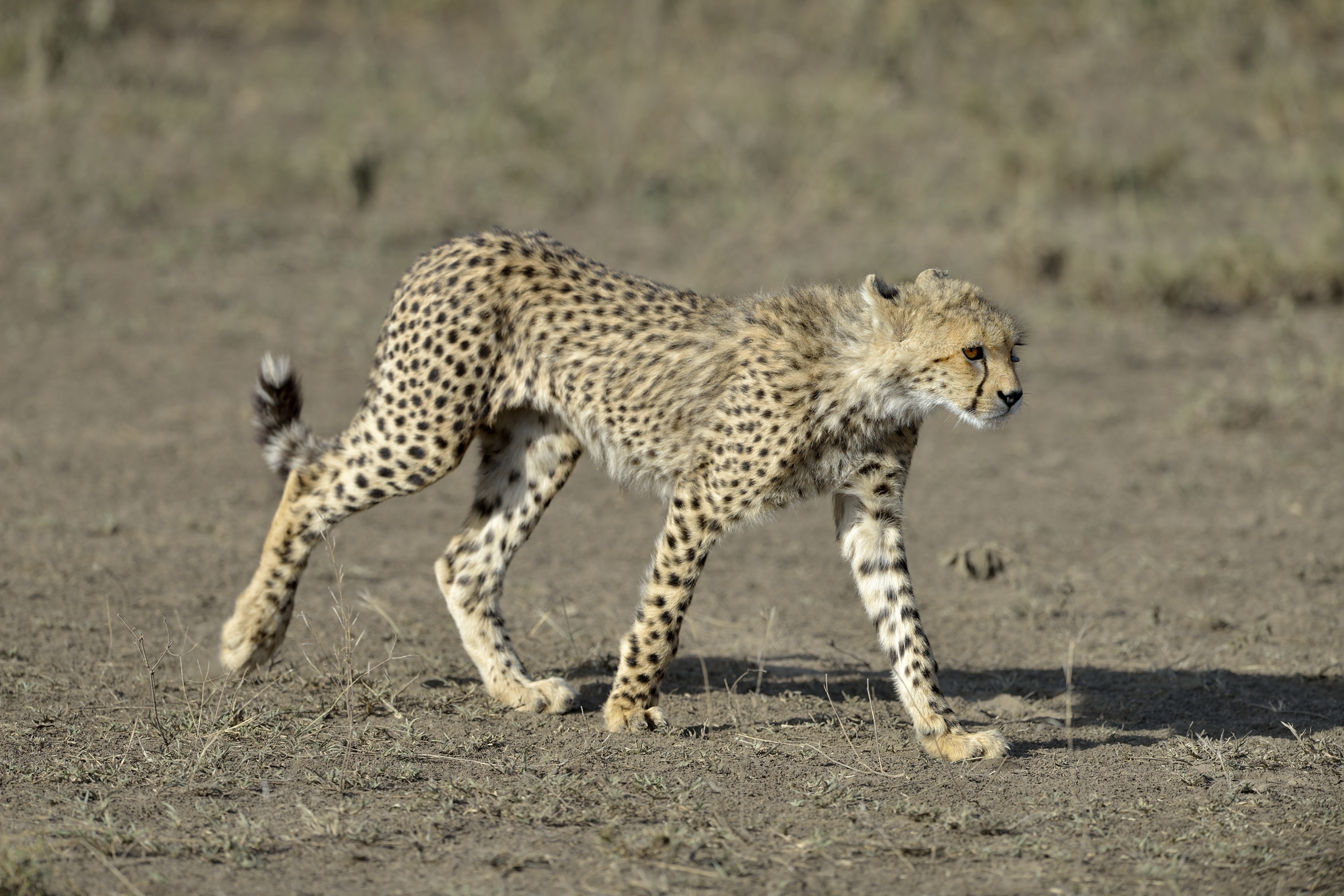 Tanzania 2015 - Bulletto