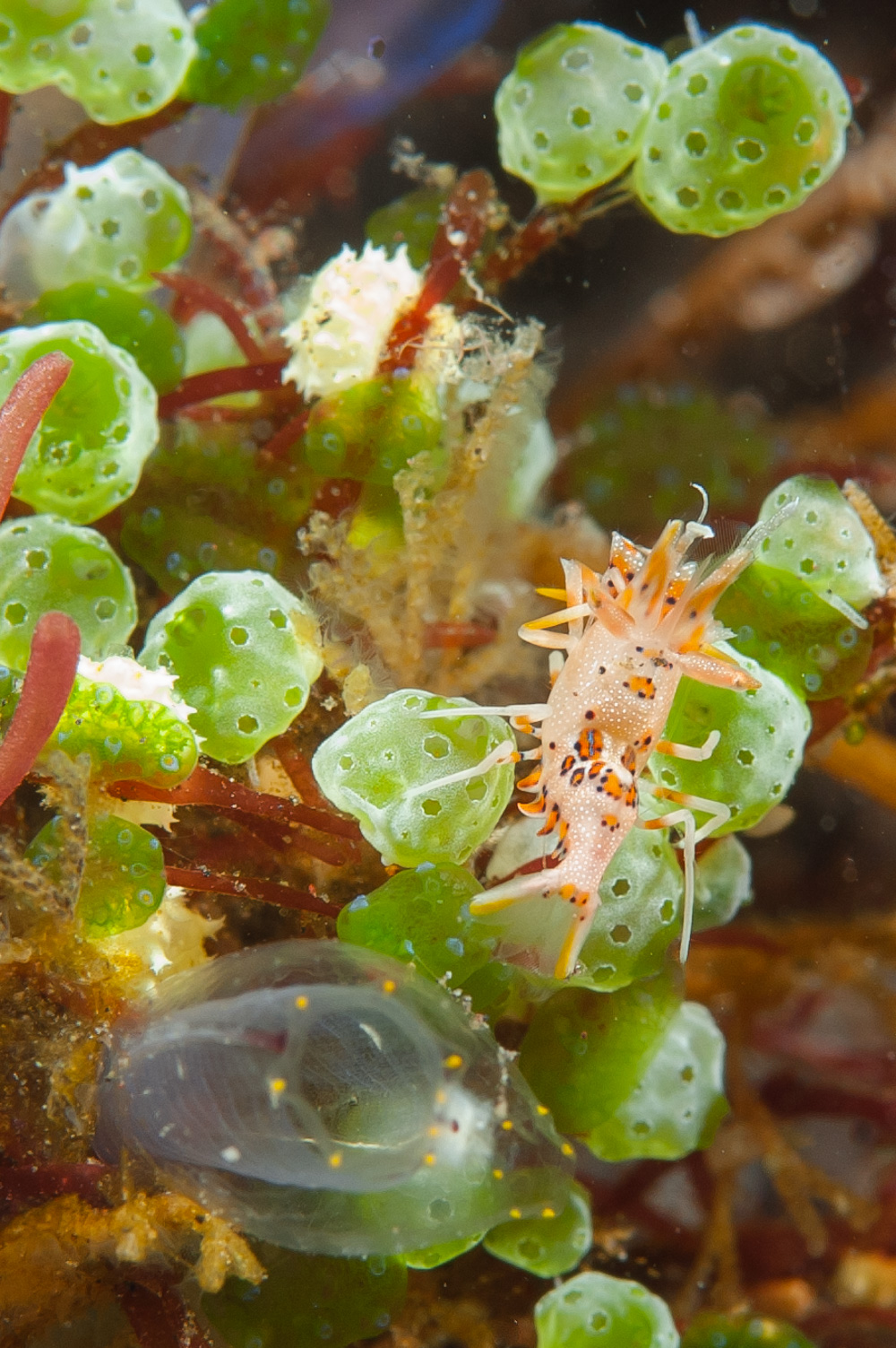 phyllognathia ceratophtalmus