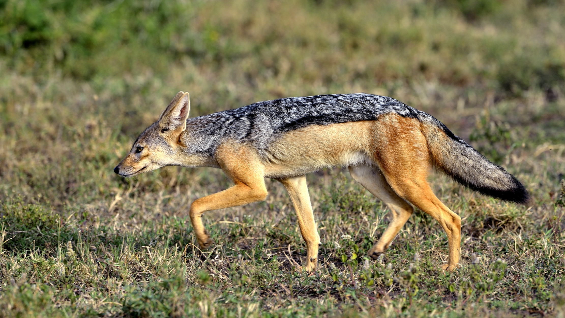 Tanzania 2015 - Sciacallo