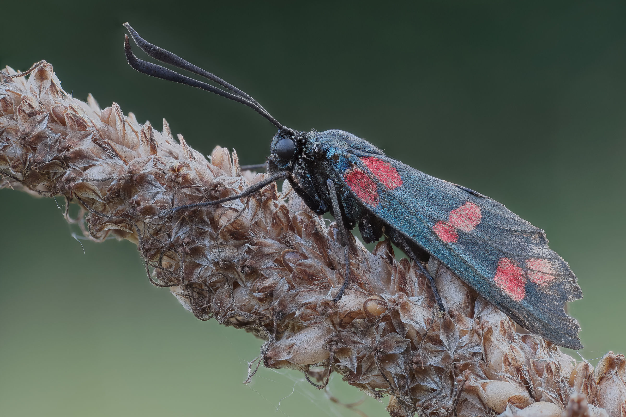Zygaena
