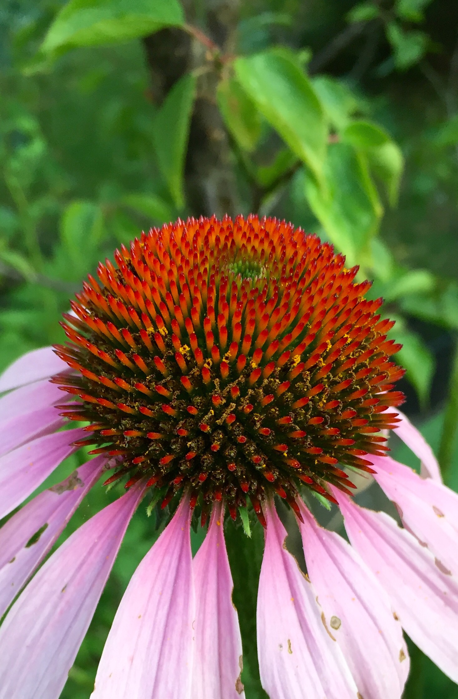Echinacea Purpurea