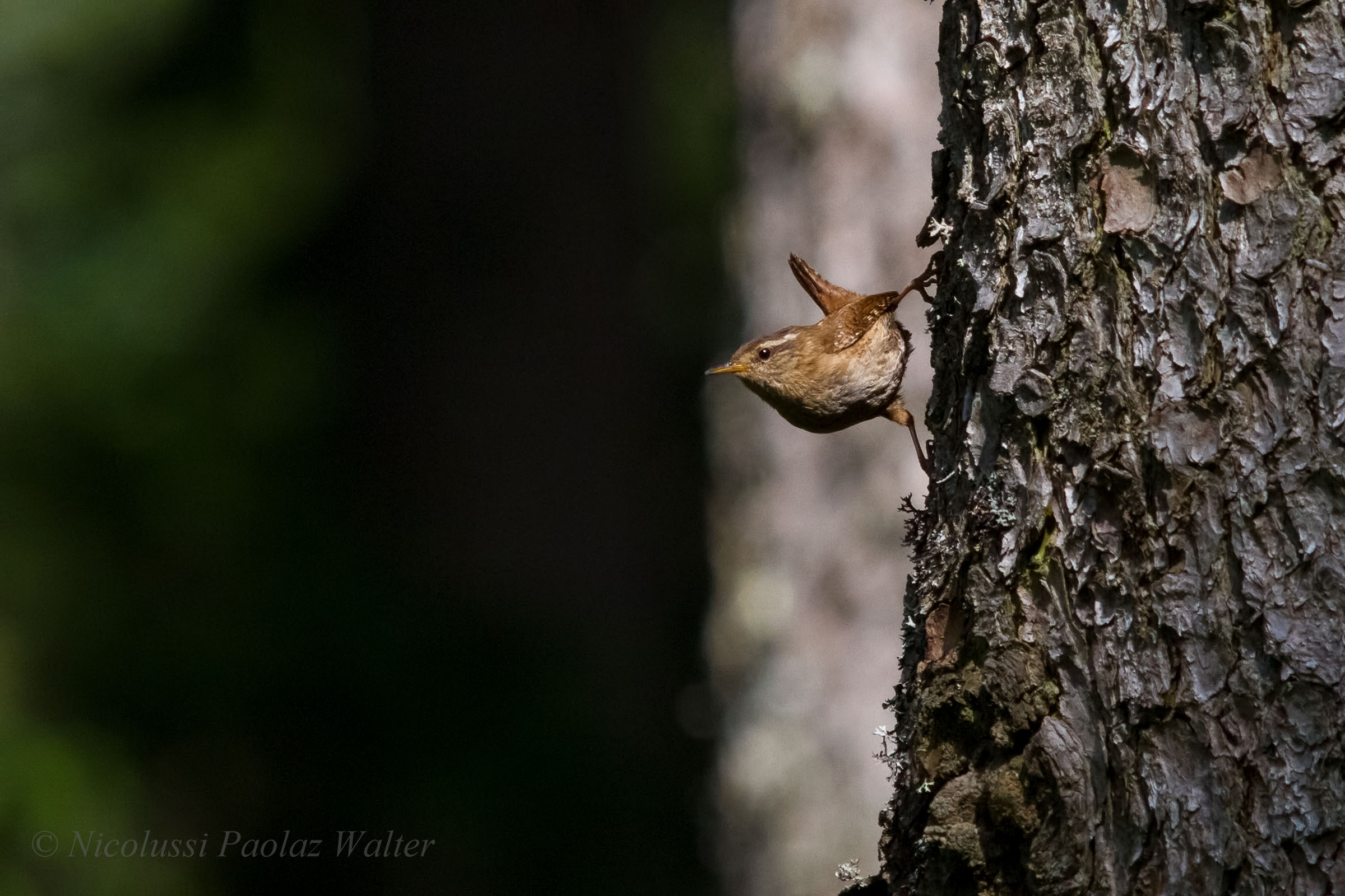 Wren ... acrobat